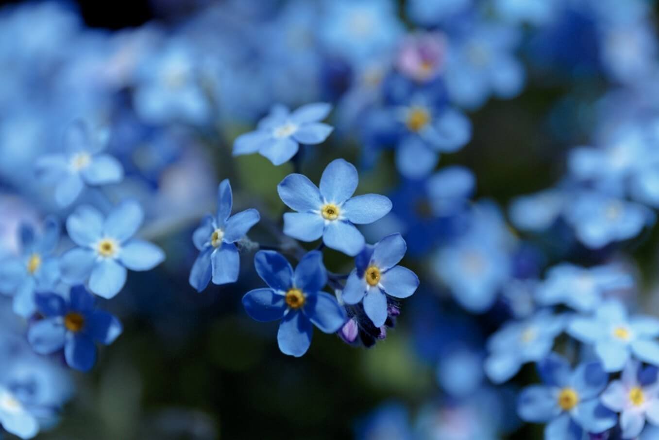 Blue Flowers