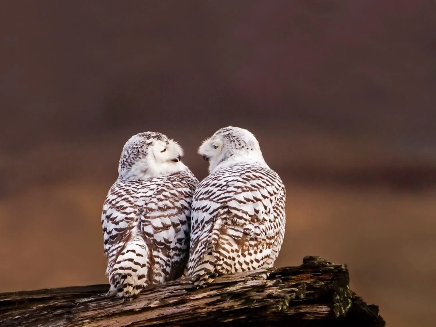Two owls
