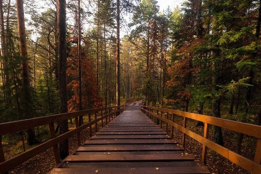 Bridge in the forest