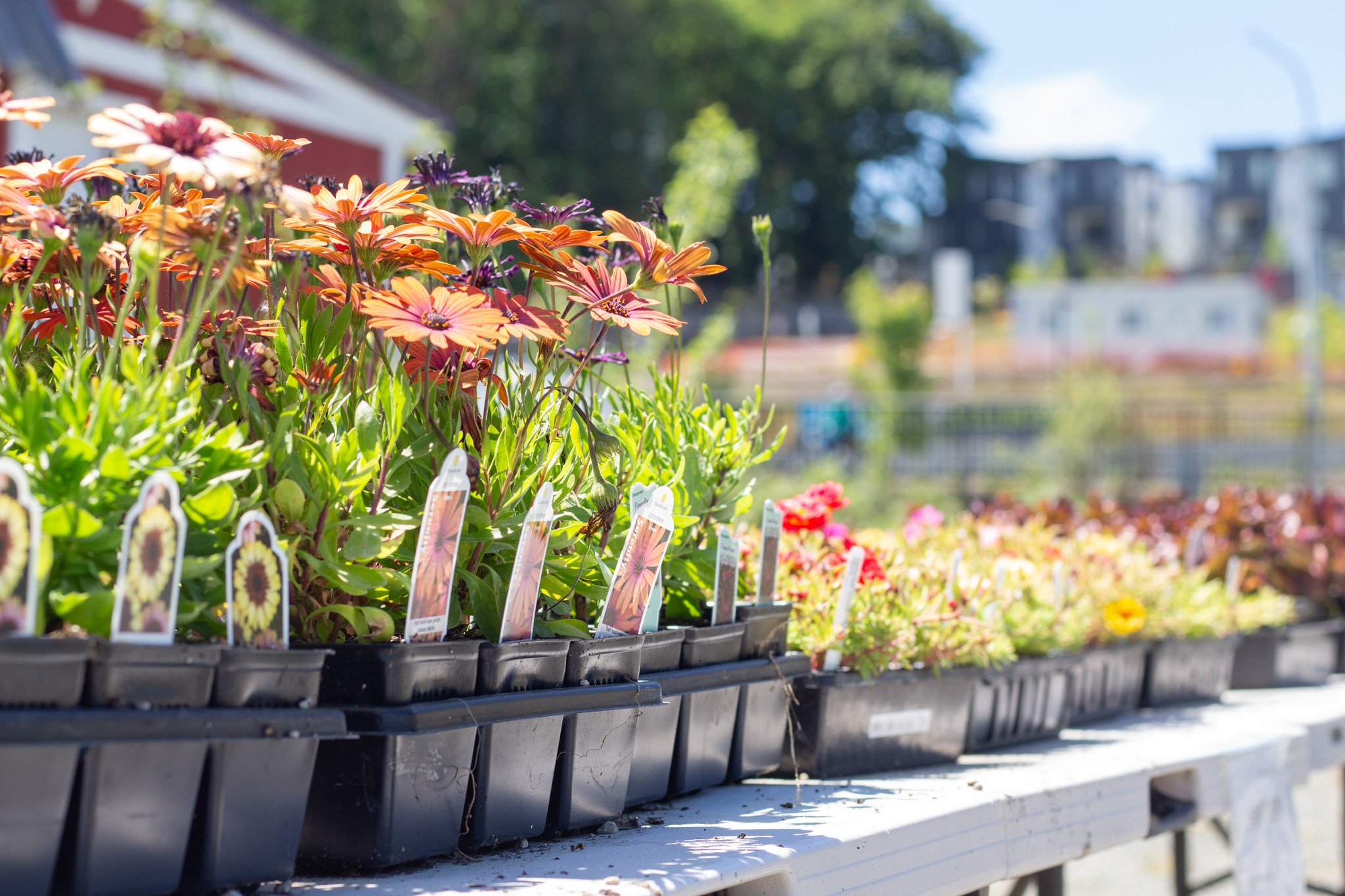 Bright orange flowers lined up on a table.