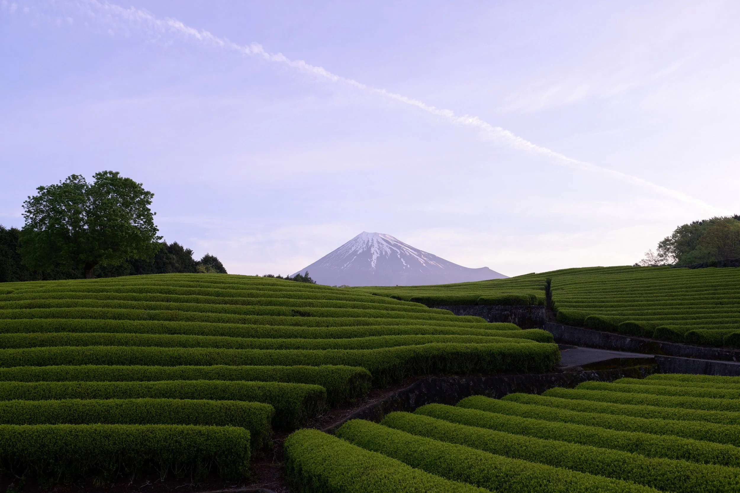 “I Come From a Tea Family”