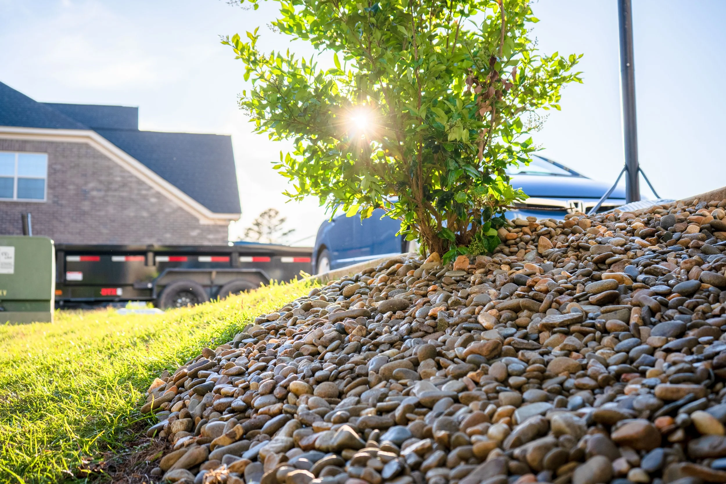 A small shrub growing in a bed of multicolored pebbles in a front yard with a house, a utility box, a vehicle trailer, and a parked car visible in the background, sunlight shining through the shrub.