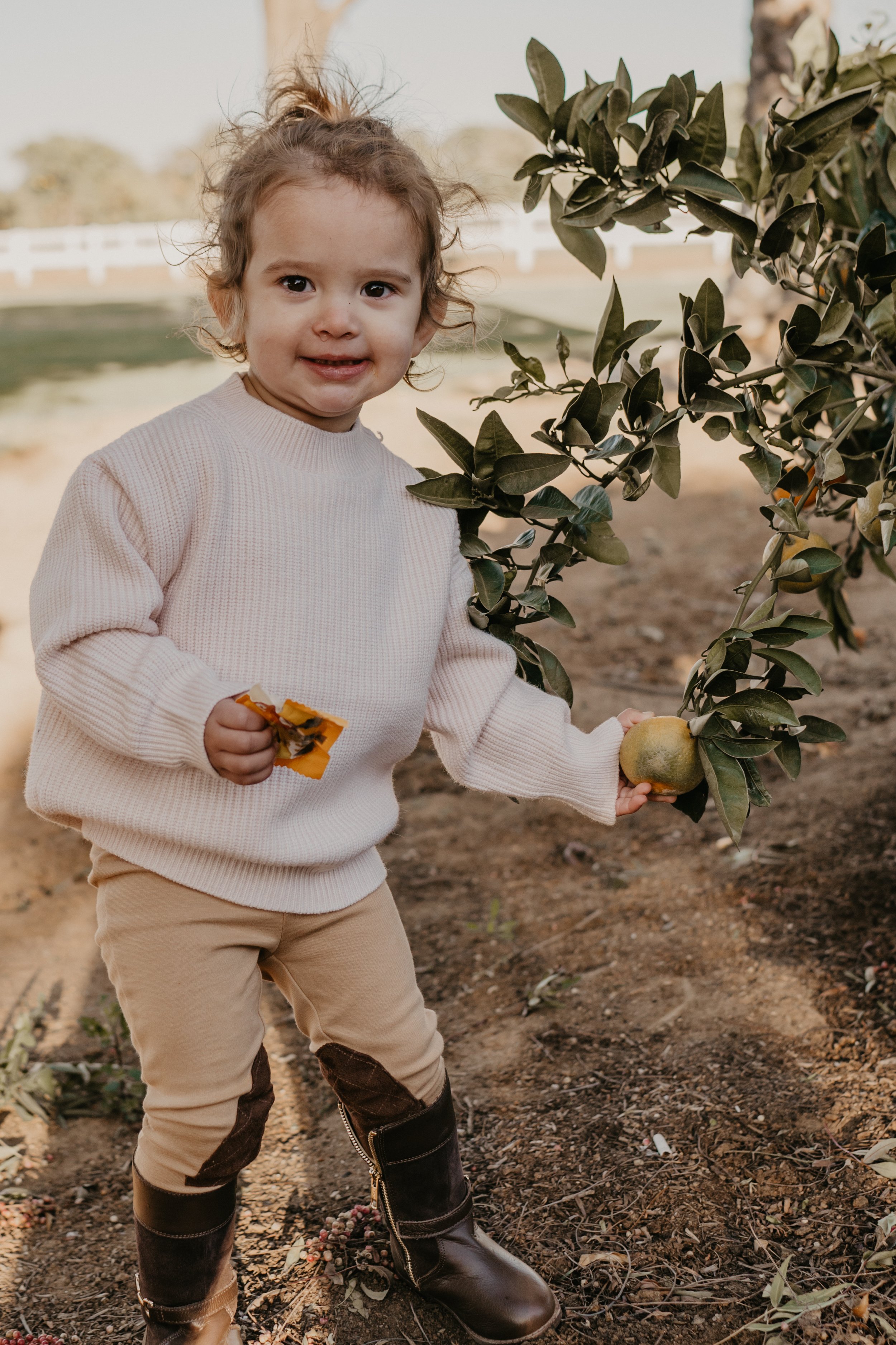 Toddler picking oranges