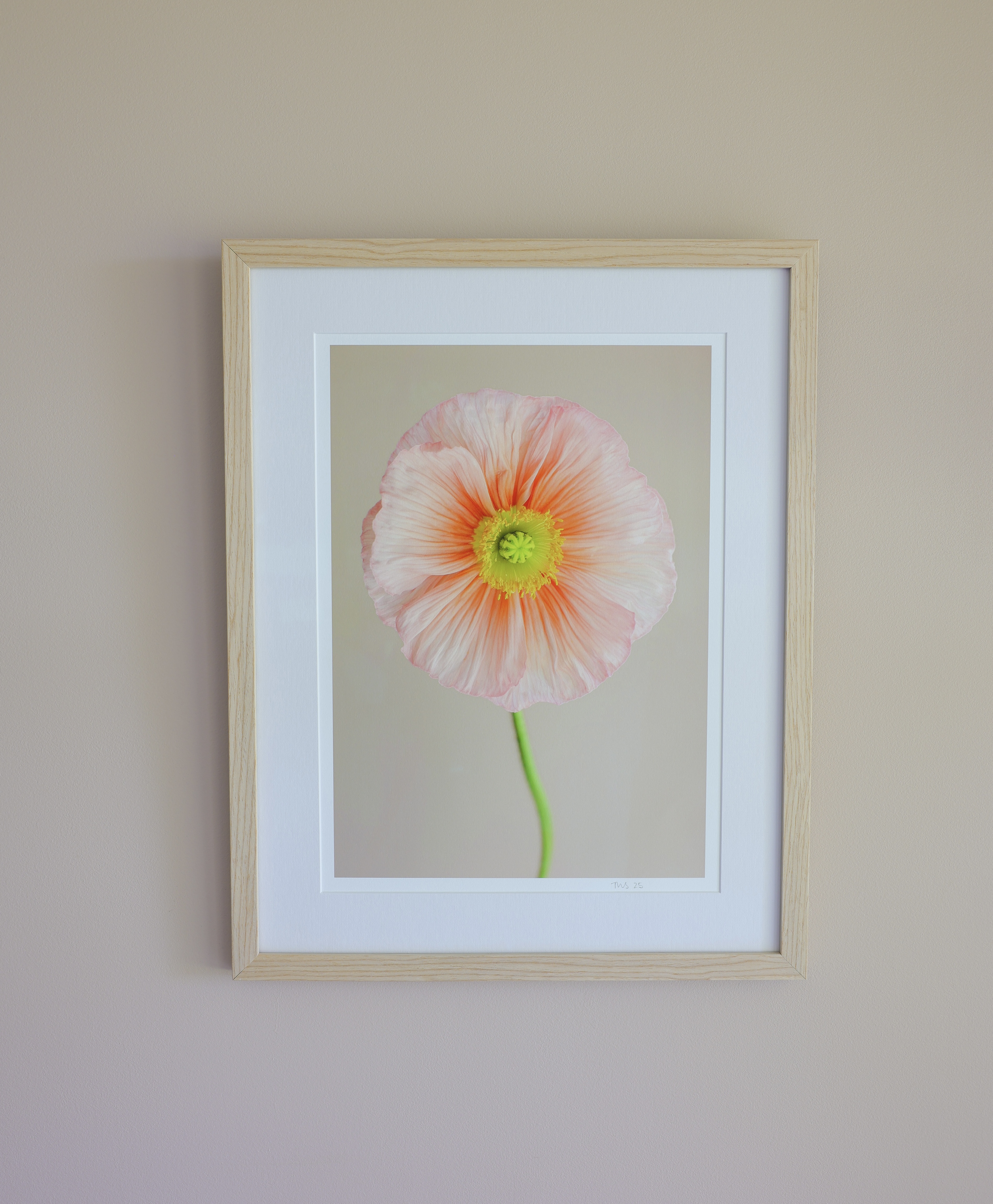 watermelon poppy.png