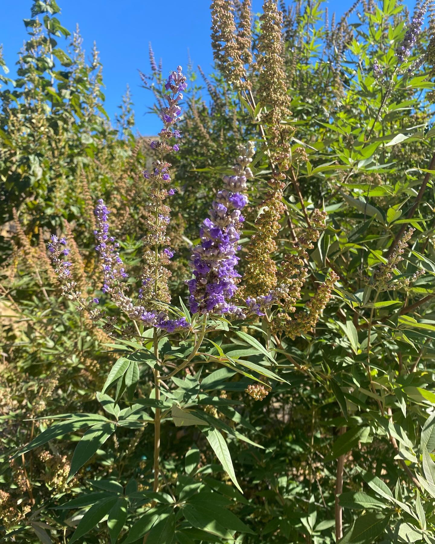 Chaste Tree (vitex agnus-castus)
A hormone modulator &amp; regulator that enhances communication between the hypothalamus-pituitary-ovarian system. 

Especially useful for those with estrogen dominance since it enhances the production of progesterone