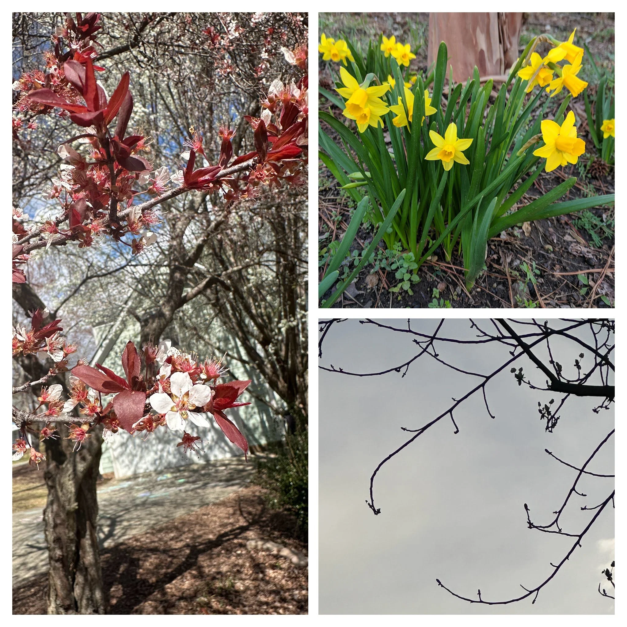 Reset Your Nervous System: The Shift from Survival Mode to Thriving