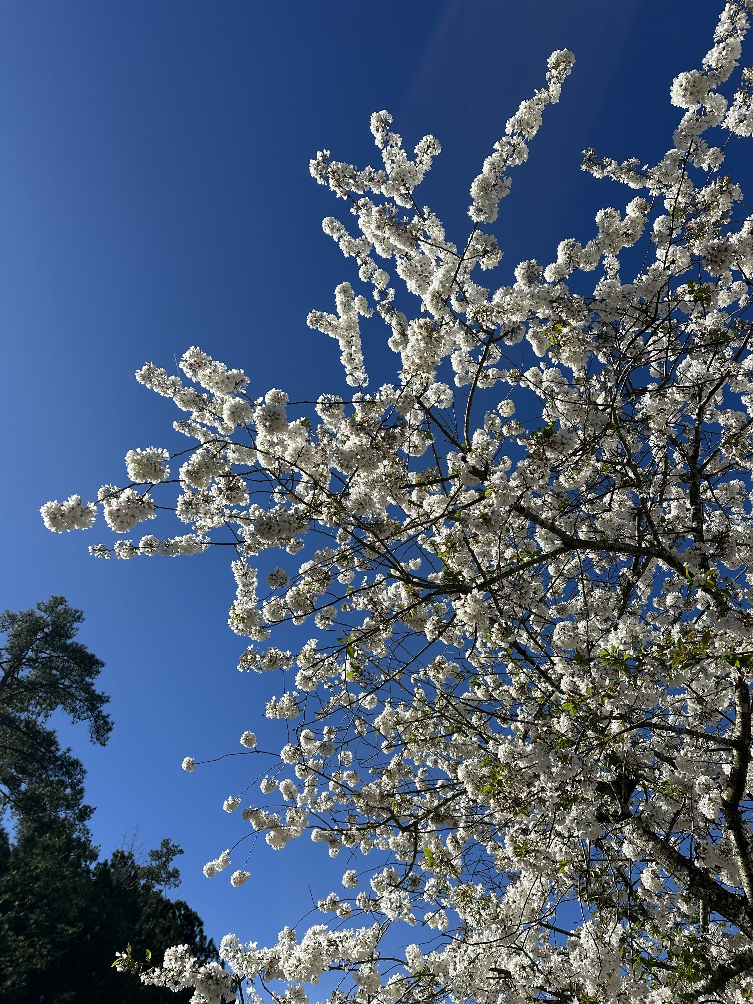 A Cold Day in Spring - Finding Hope in the Healing Process