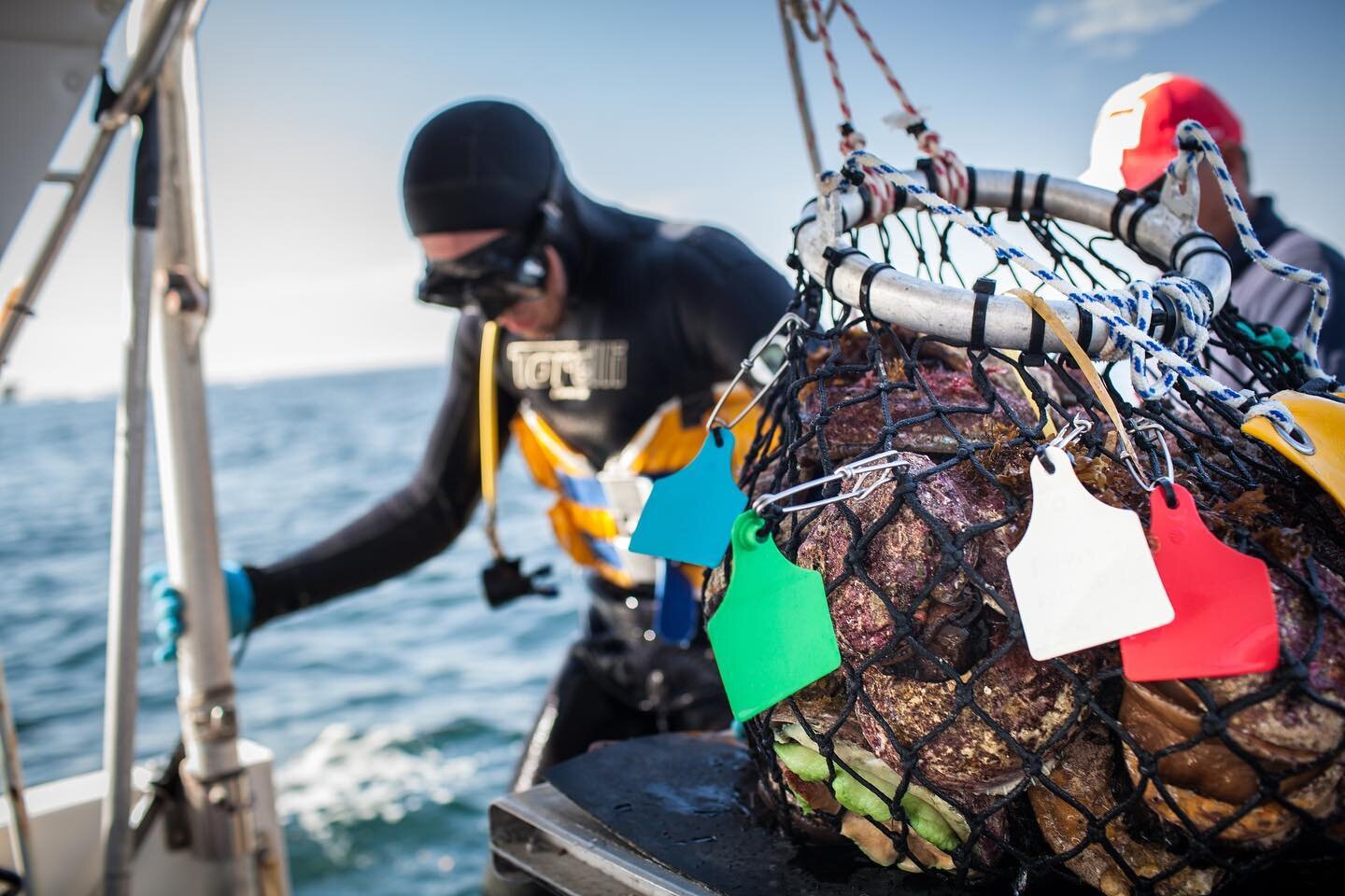 Did you know one way divers communicate to their sheller whilst handpicking Abalone on the ocean floor is through coloured tags? 
They are placed on the bags and when needing to communicate to the sheller onboard the boat it is then placed on the rop