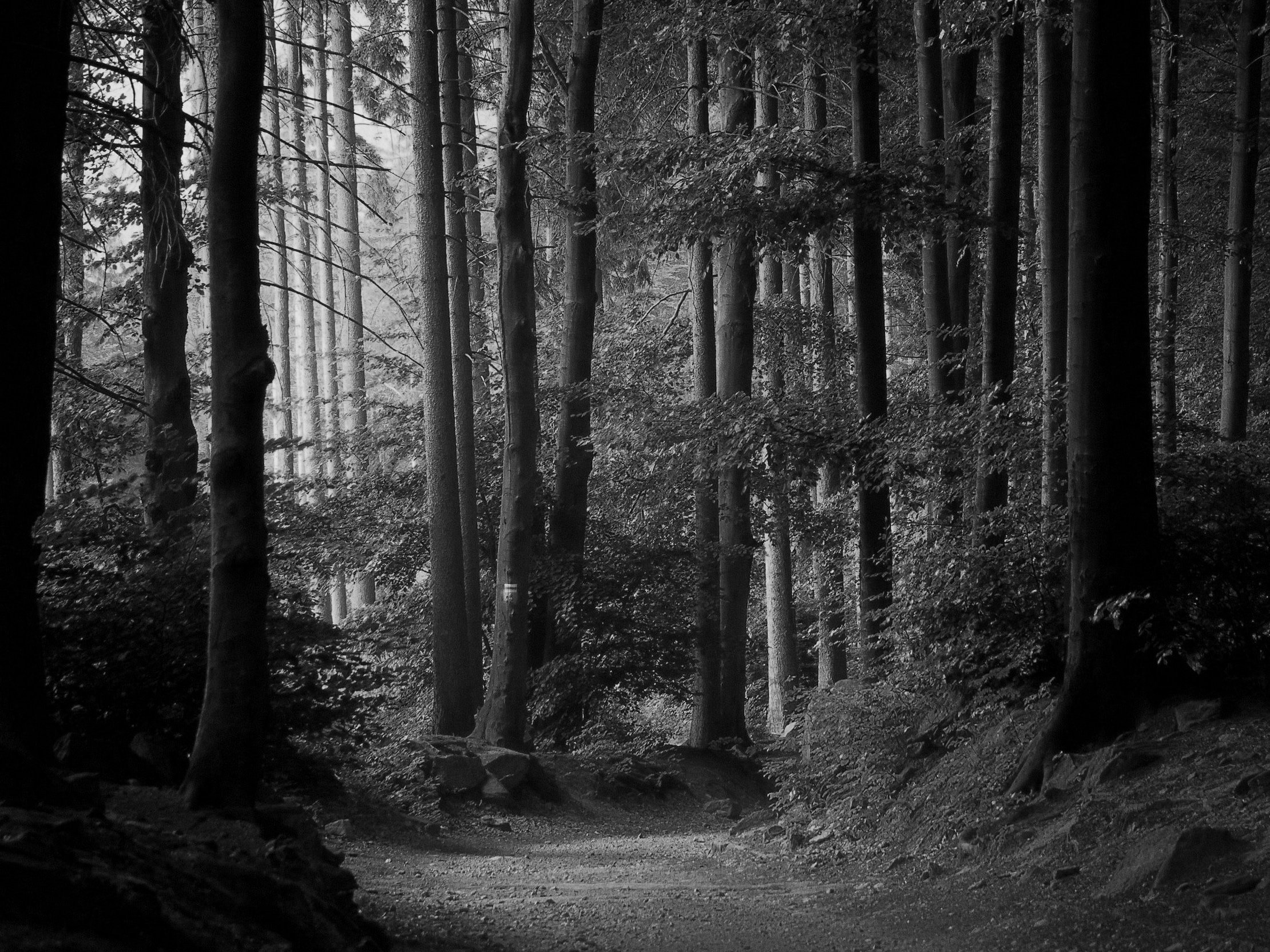 How a Walk in the Woods can Be Healing