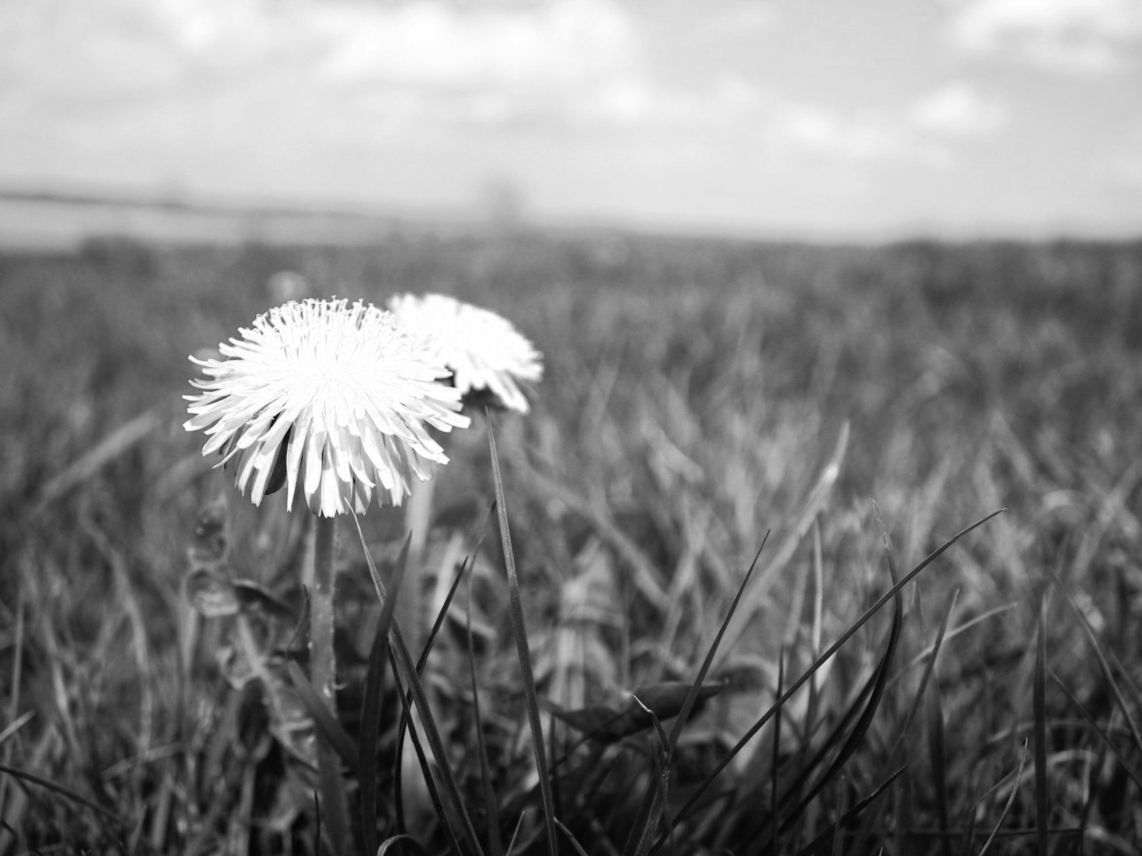 Awareness Meditation