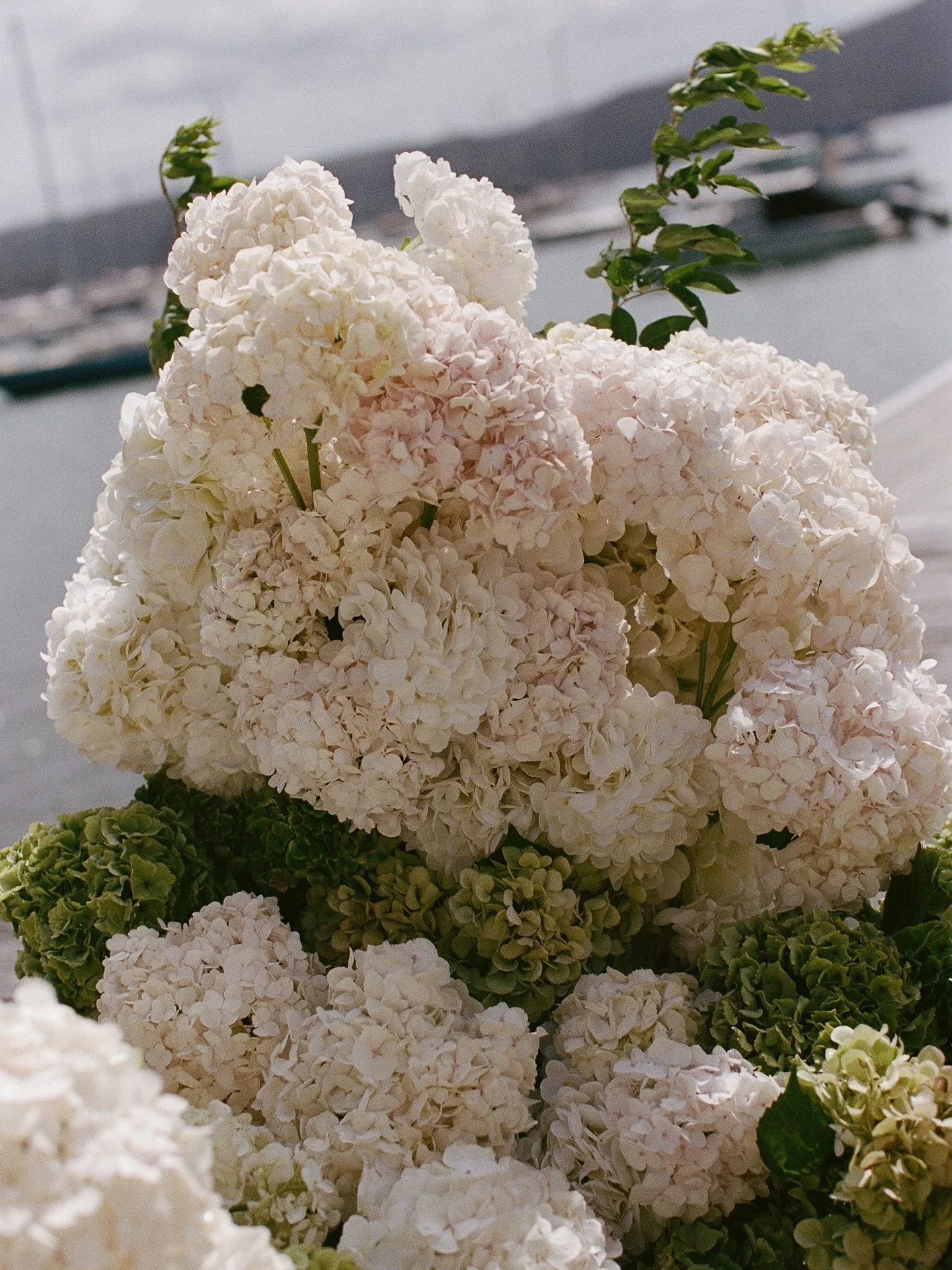 Harrison &amp; Ella Part 1 🐚

A chic seaside ceremony set on the deck at Avalon sail club, a location perfectly suited to Ella and her family&rsquo;s lifelong connection to the water.

These two high school sweethearts exchanged vows surrounded by t