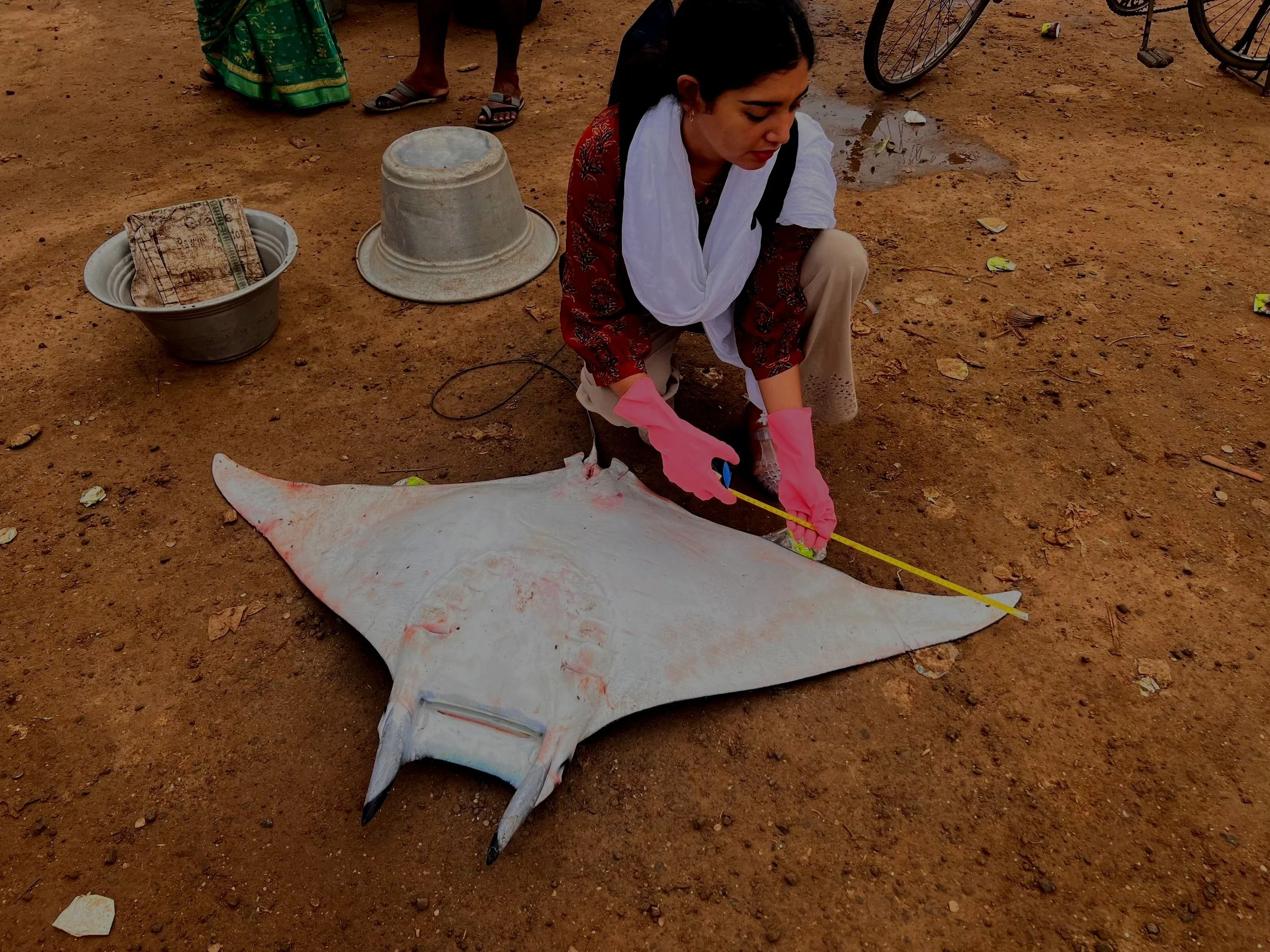 Mayuri_measuring_mobulid_India_Mobulid_Project_India_2024_Mayuri_Chopra_2.jpg