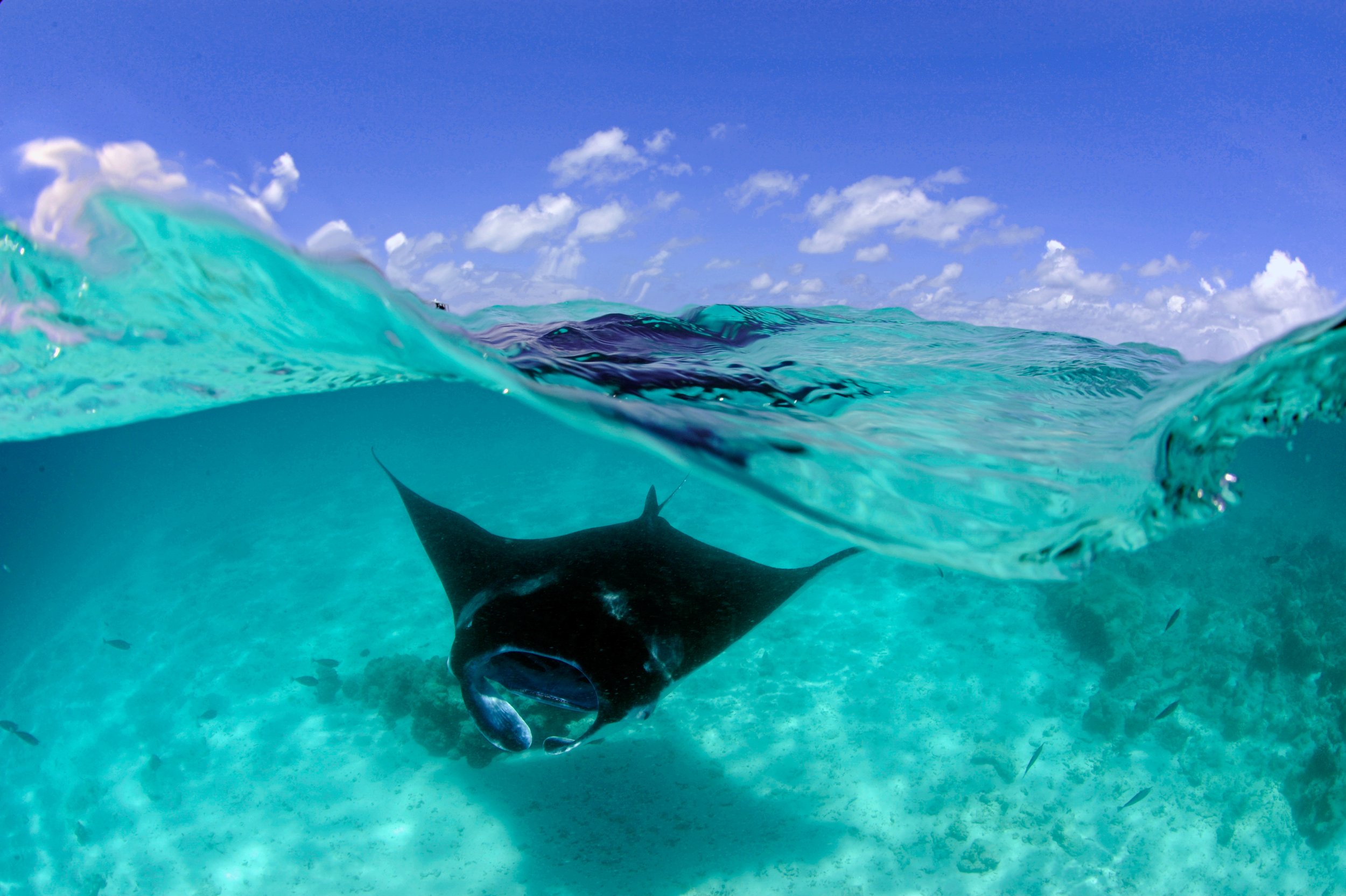 Reef Manta Split Shot_Hanifaru Bay Maldives_Guy Stevens (4).jpg