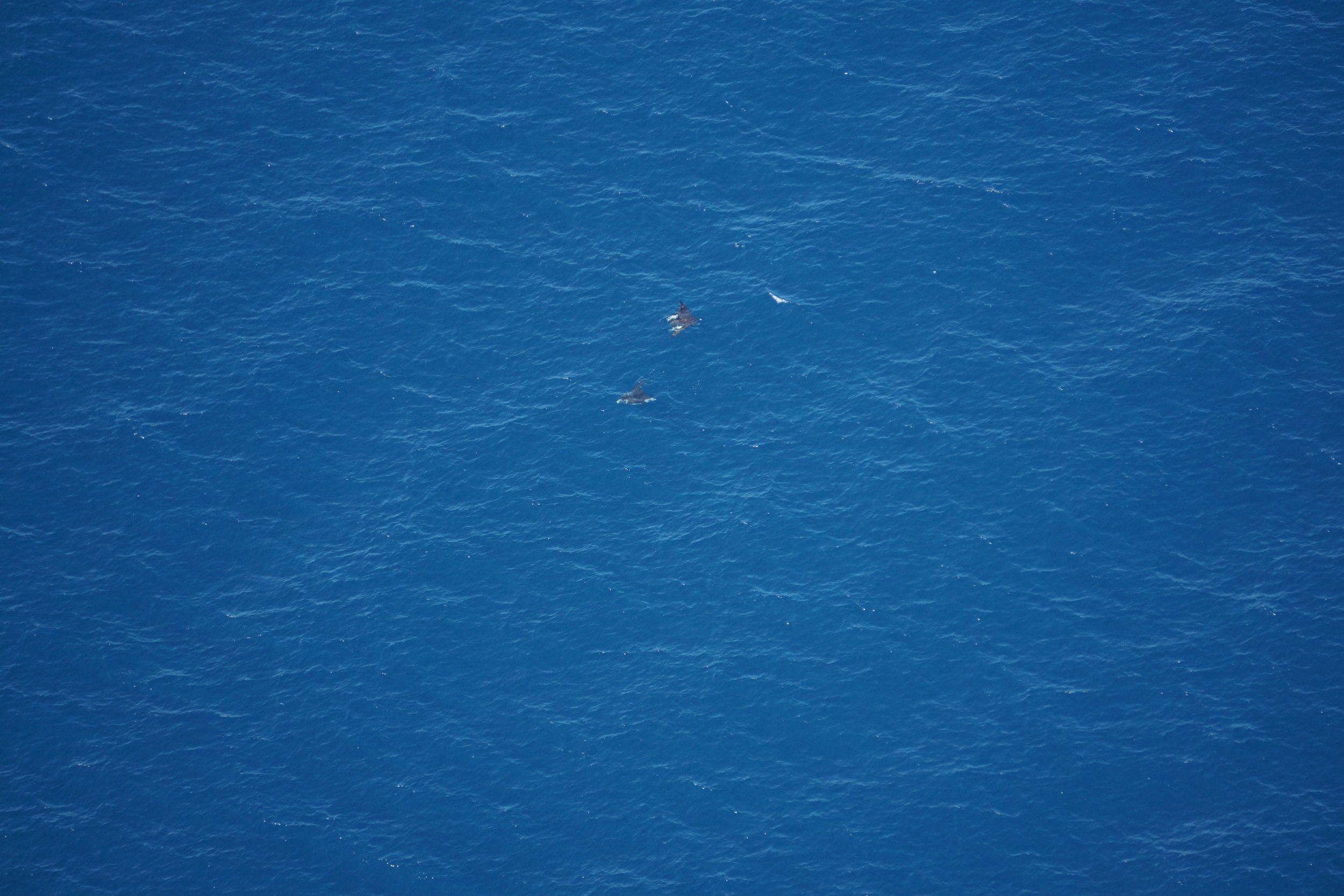M. tarapacana © Siddharta Velaìzquez Hernaìndez, Ocean Life Flights (4).JPG