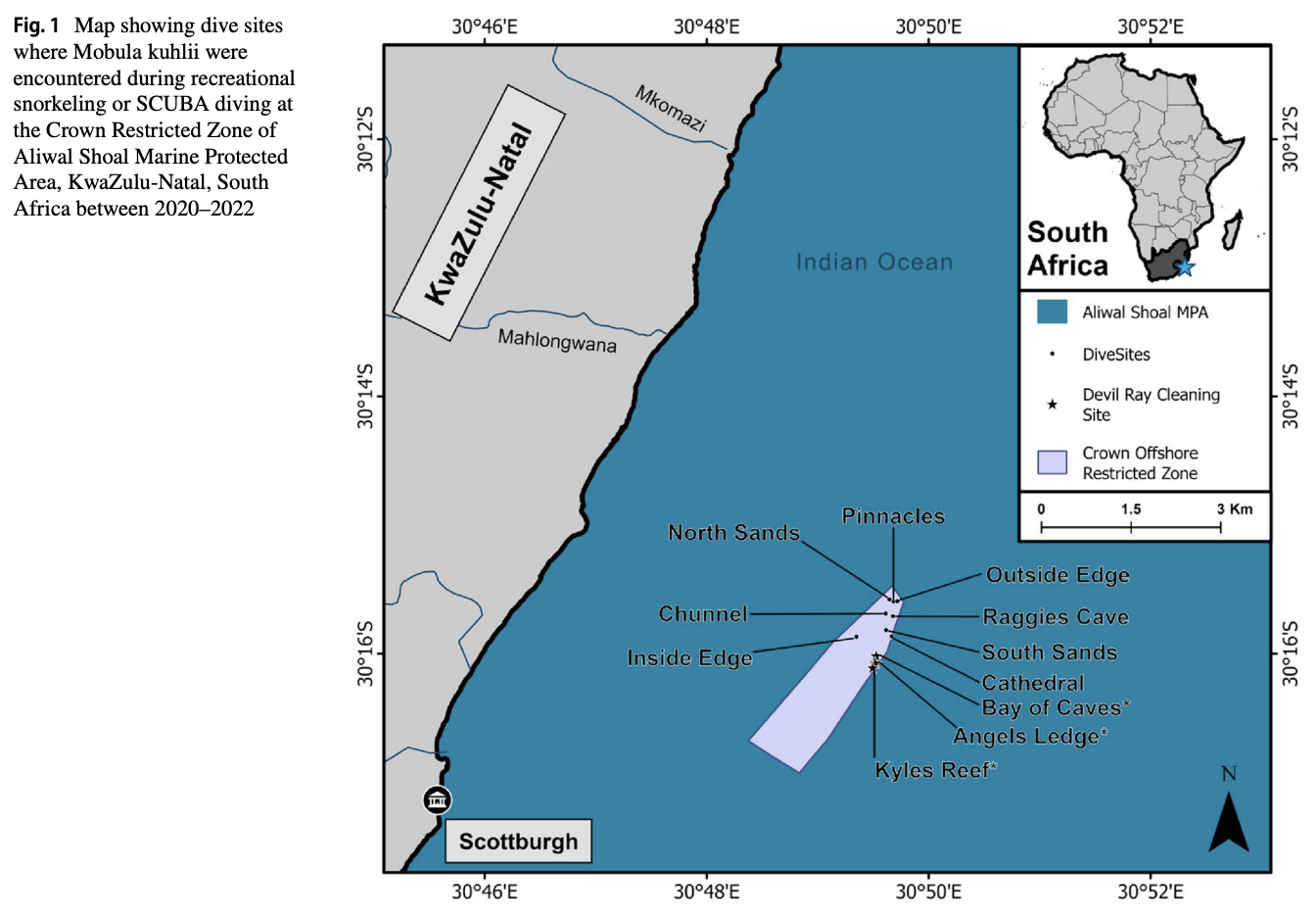 Behavior, site use and demographics of shortfin devil rays, Mobula