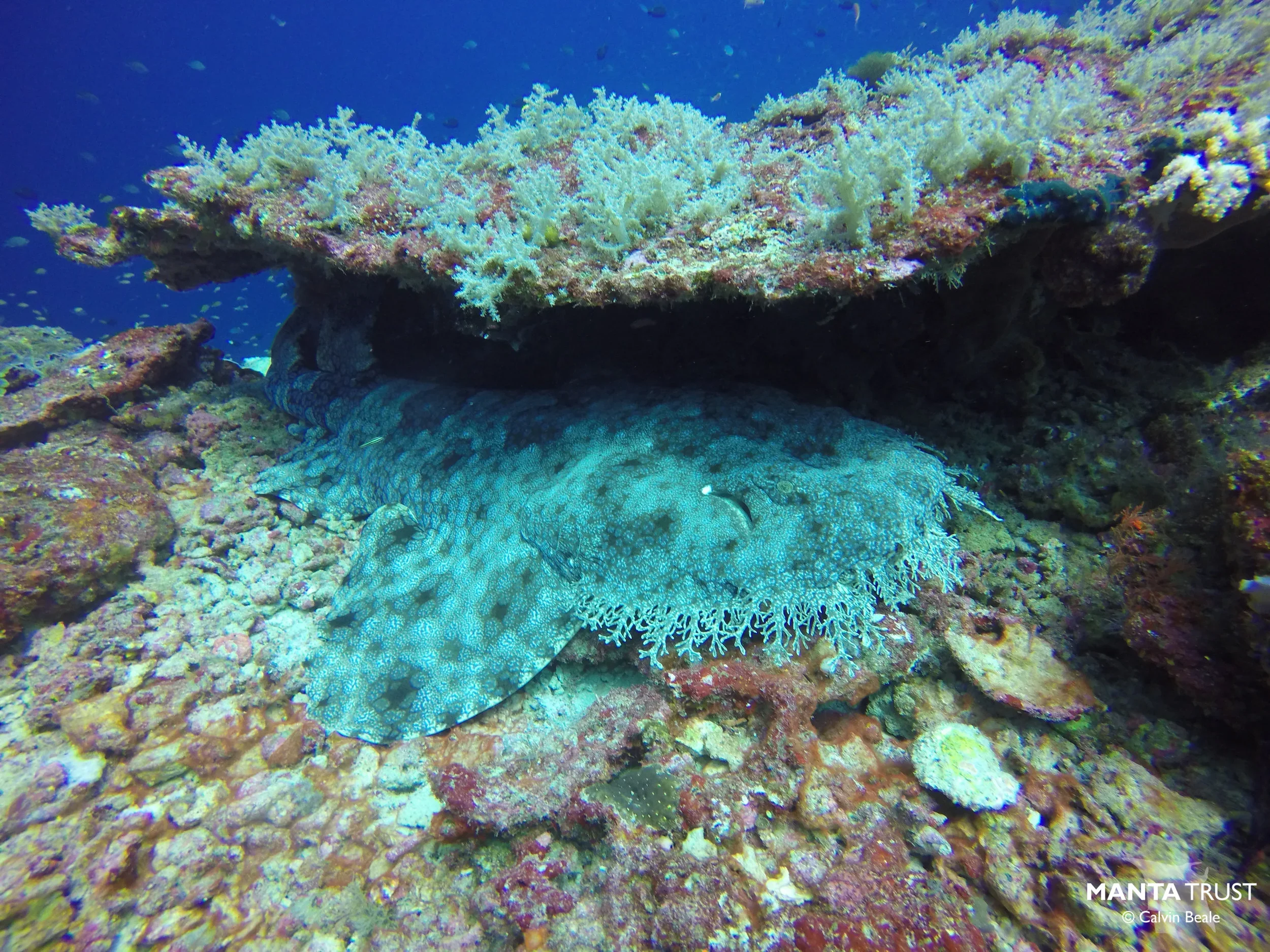 Wobbegong+on+our+cleaning+station.webp