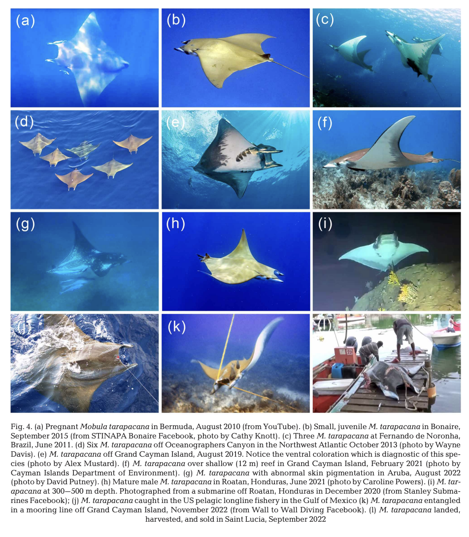 Pate et al_20254.png