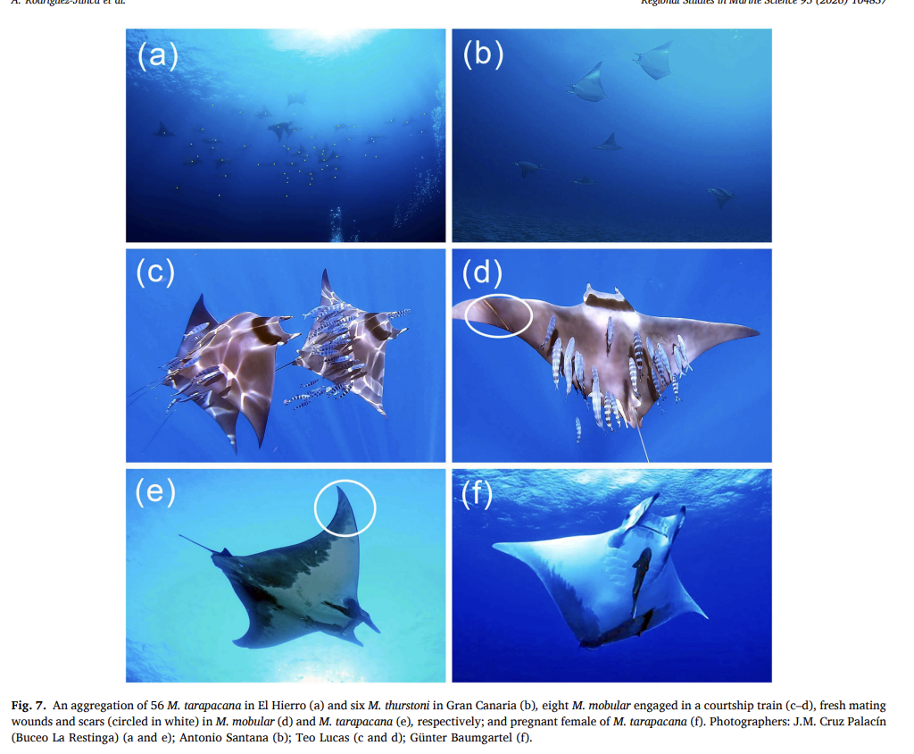 Rodríguez-Juncá_et_al_2026_7.png
