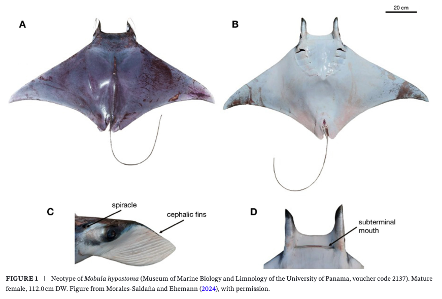 Boggio-Pasqua et al_20262.png