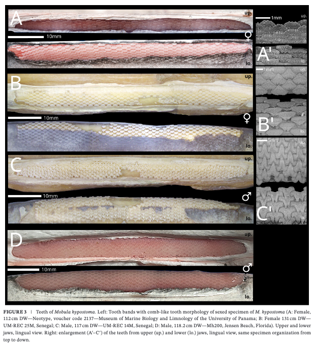 Boggio-Pasqua et al_20264.png