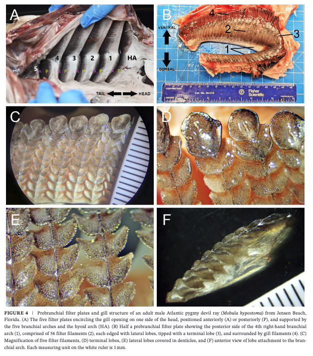 Boggio-Pasqua et al_20265.png