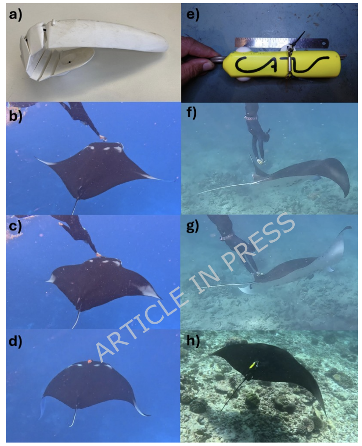 Newsine_et_al_2026_2.png