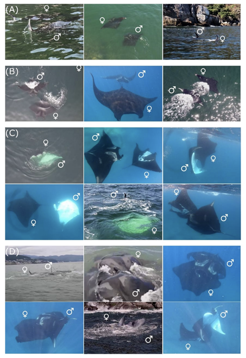 Fonseca-Ponce_et al_20261.png