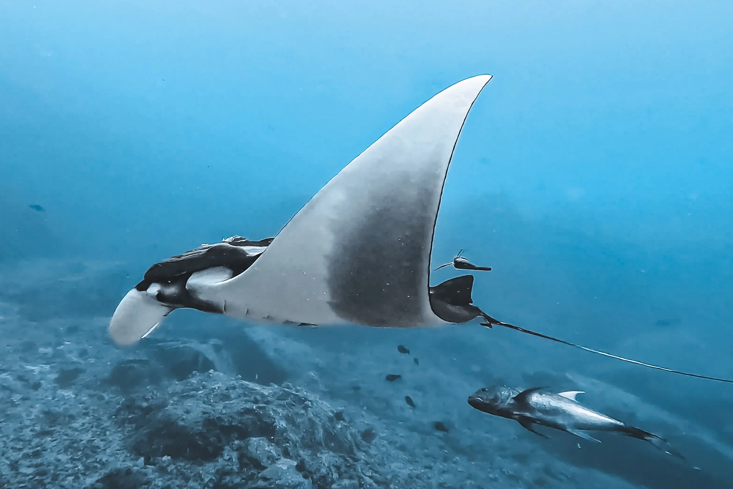Tagged Oceanic Manta Ray_2024_Japan Manta Project_3.jpg