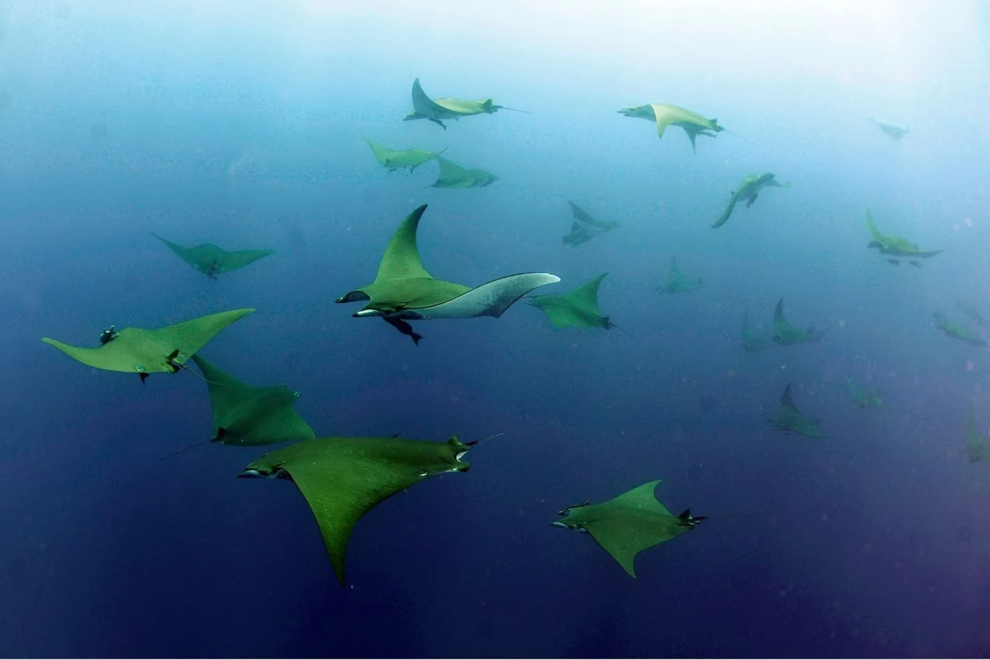 Publications — Manta Trust Research Portal
