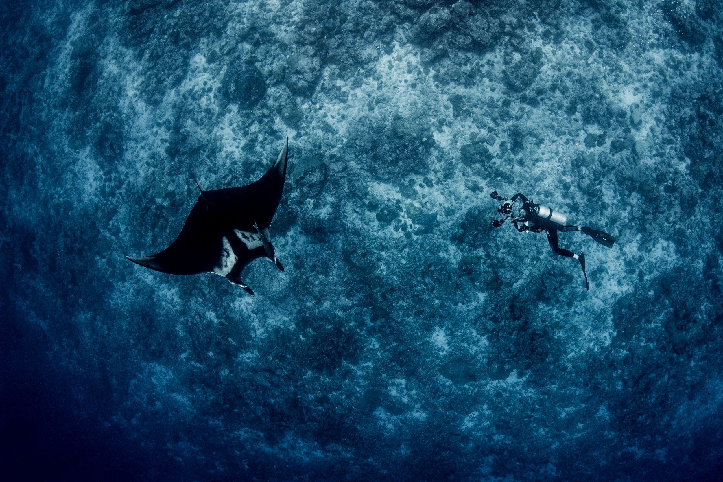 Oceanic manta and diver_Fuvahmulah Maldives_2019_Simon Hilbourne (4).jpg
