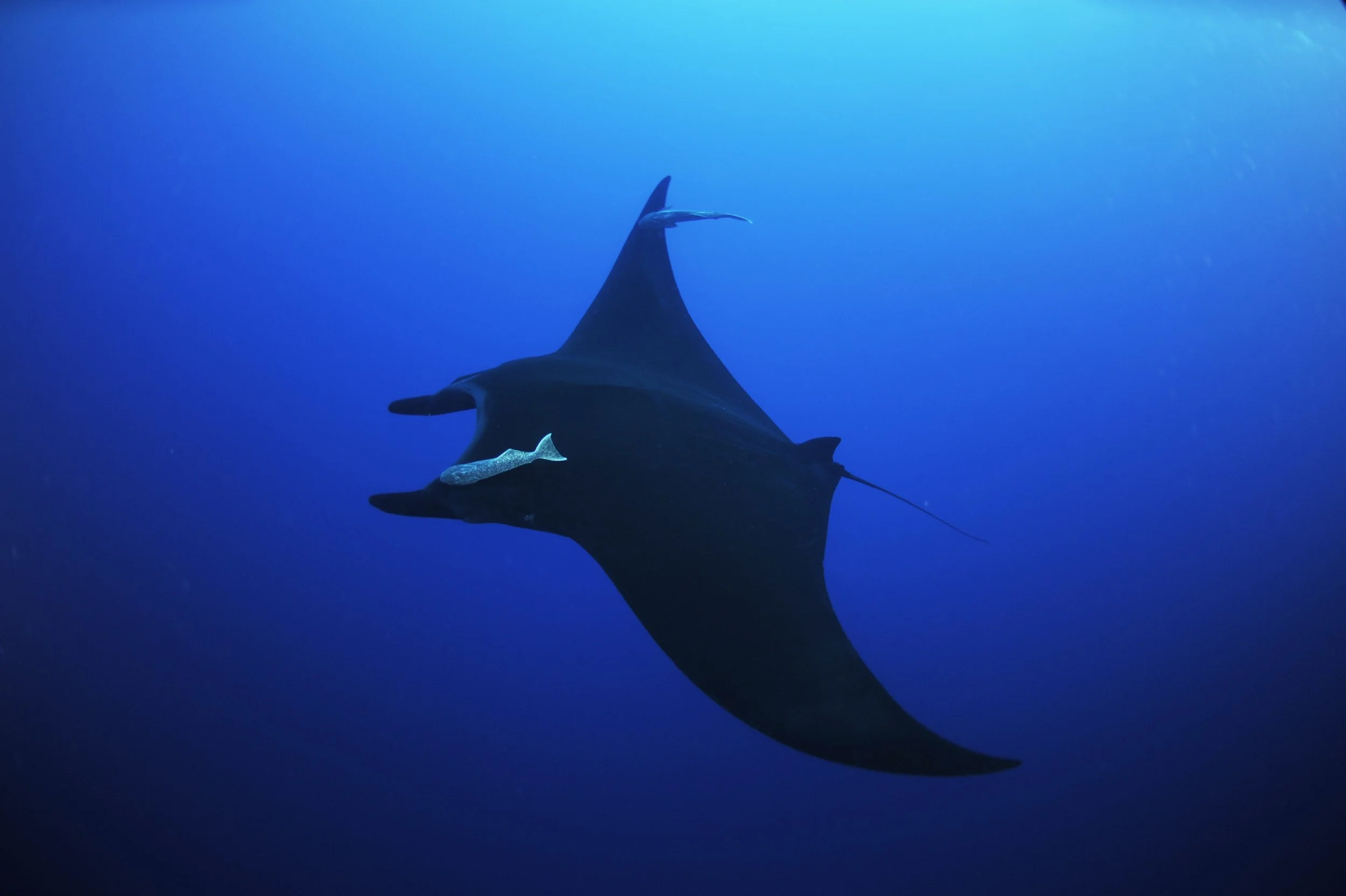 Oceanic Manta Ray, Black Morph_Roca Partida, Mexico_2010_Guy Stevens.JPG