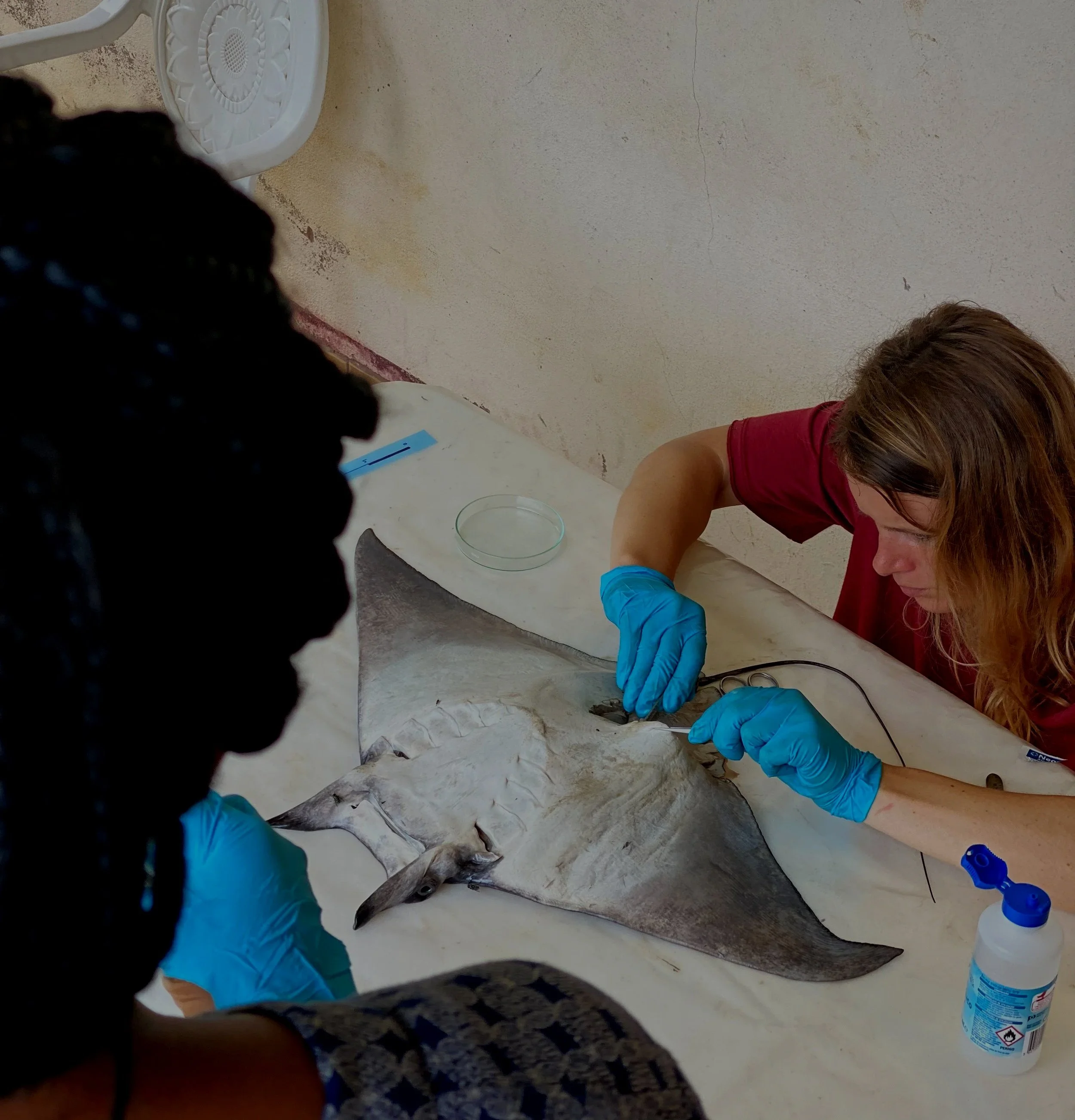 Sampling Mobula hypostoma_Cameroon_2022_Simon Hilbourne_4.jpg