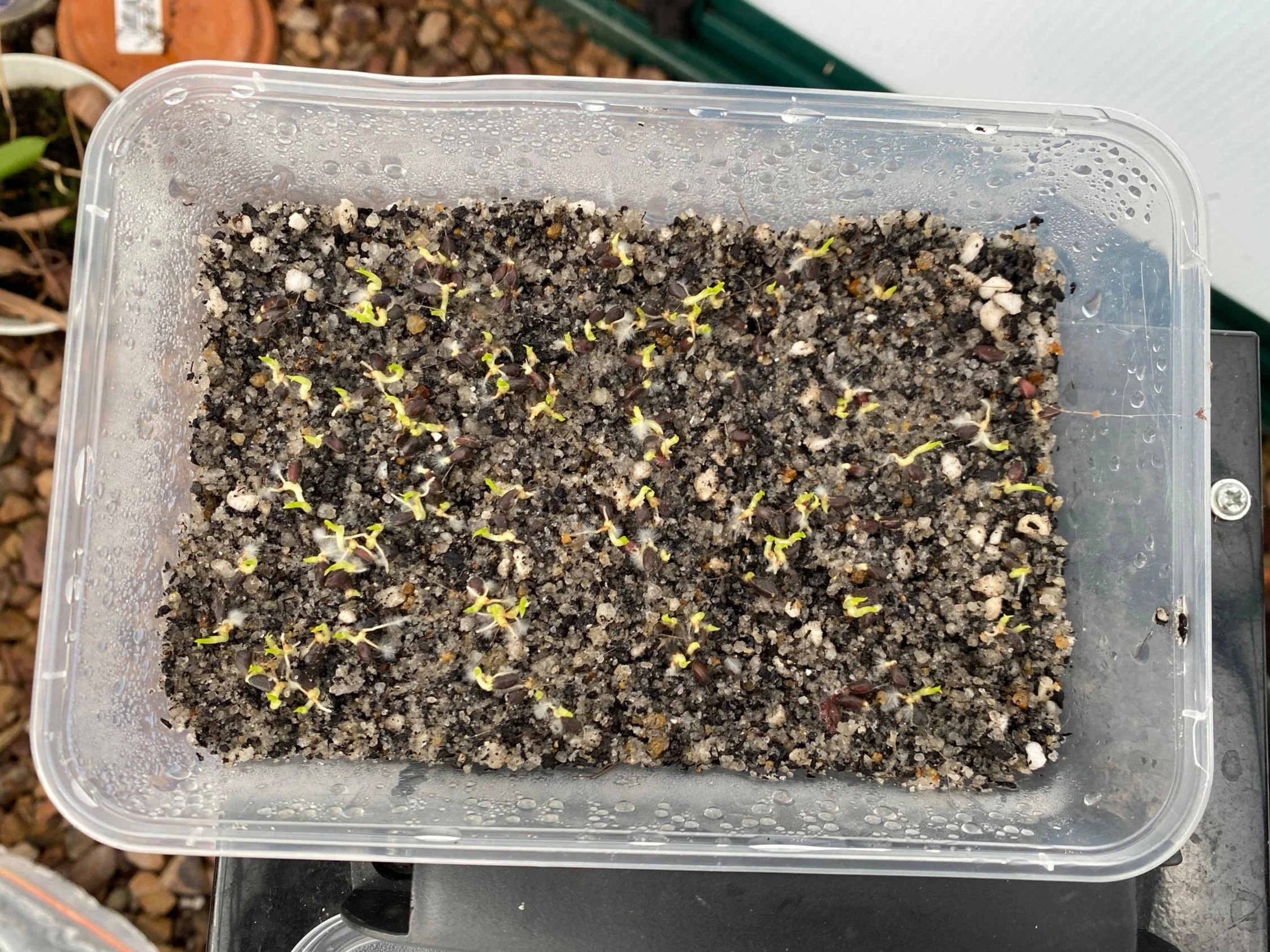 Growing Bromeliads from Seed — The Plant Necromancer