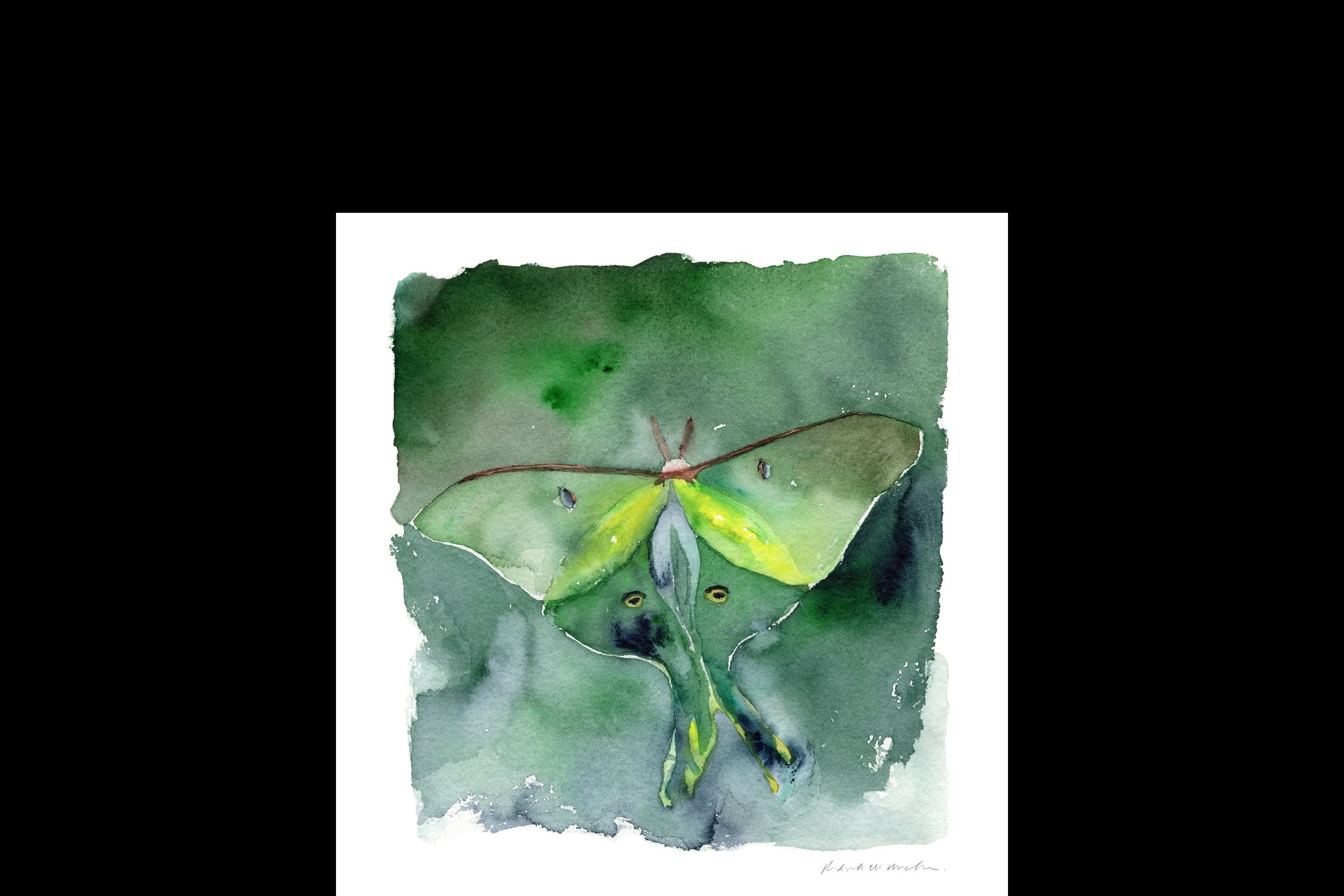 Luna Moth Watercolor