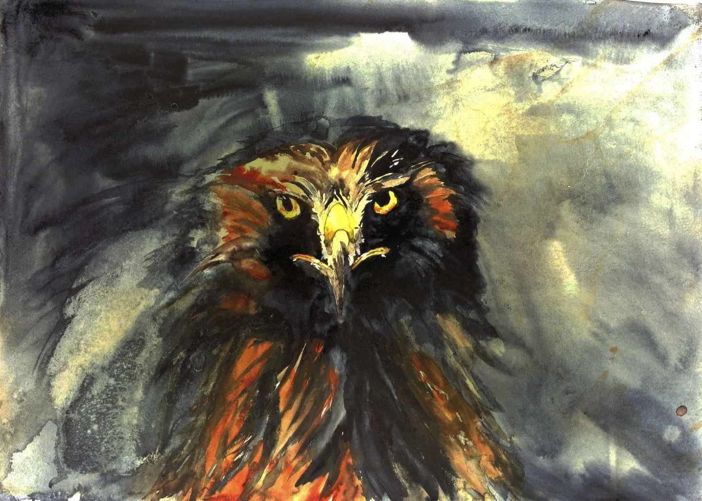 Redtail Portrait 20 web.jpg