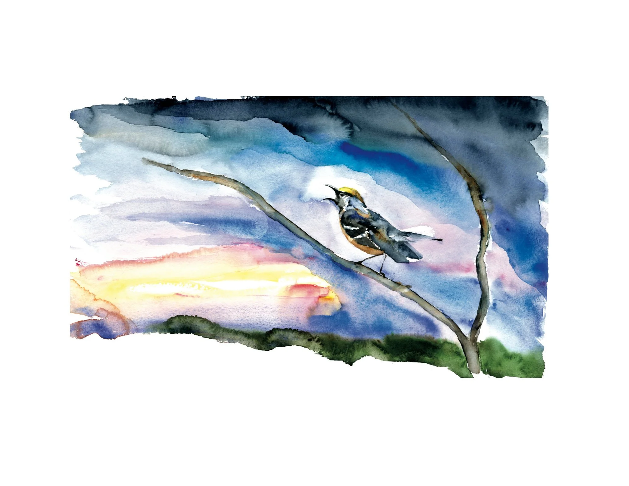 Warbler Sunrise White Border.jpg