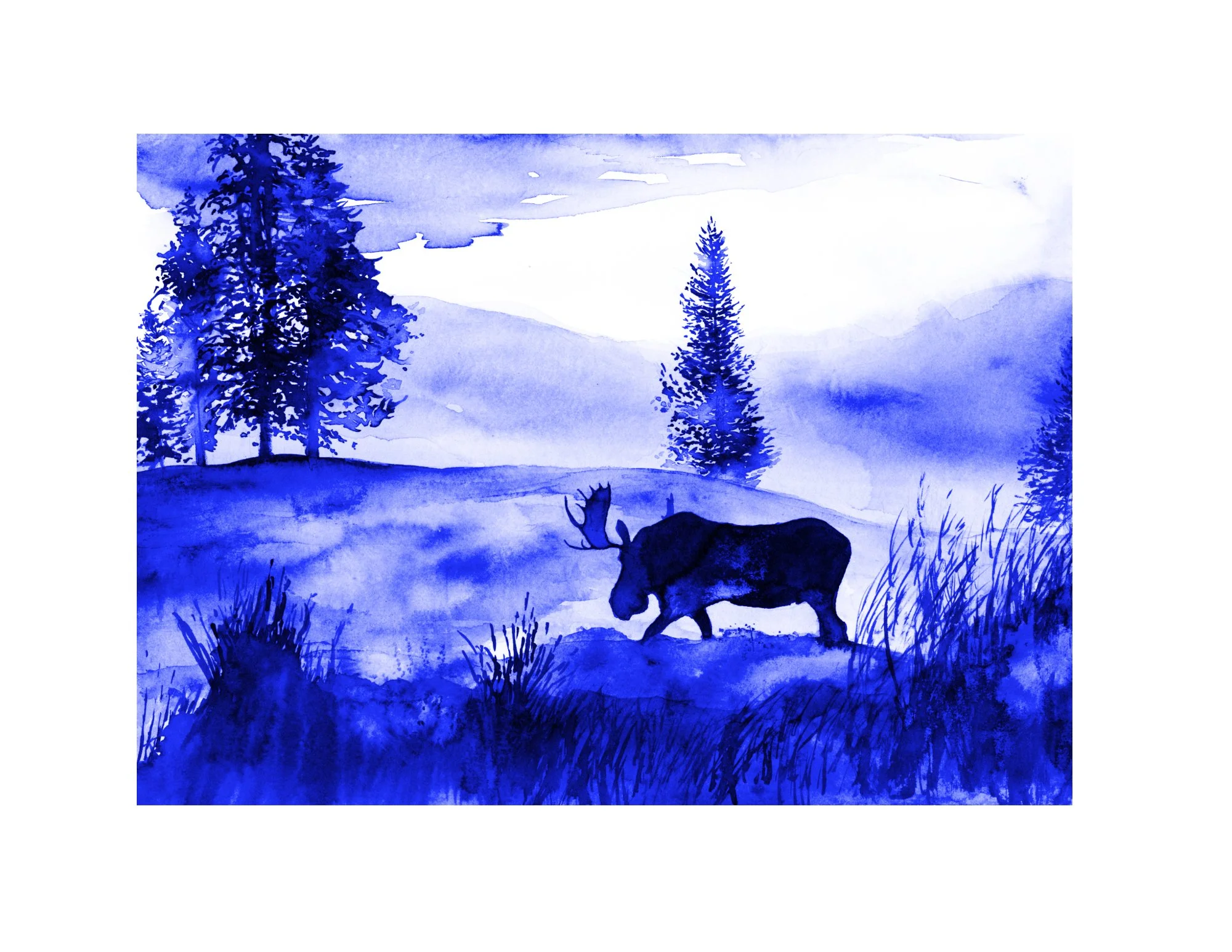 Morning Moose White Border.jpg