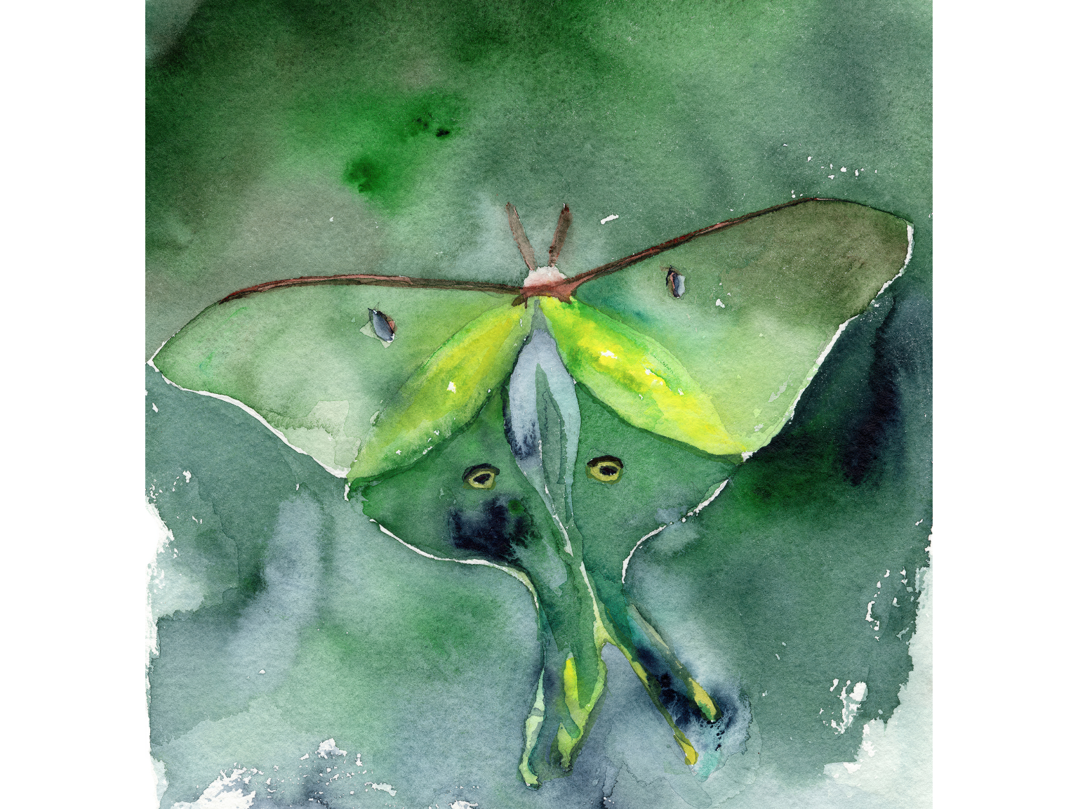 Luna Moth.png