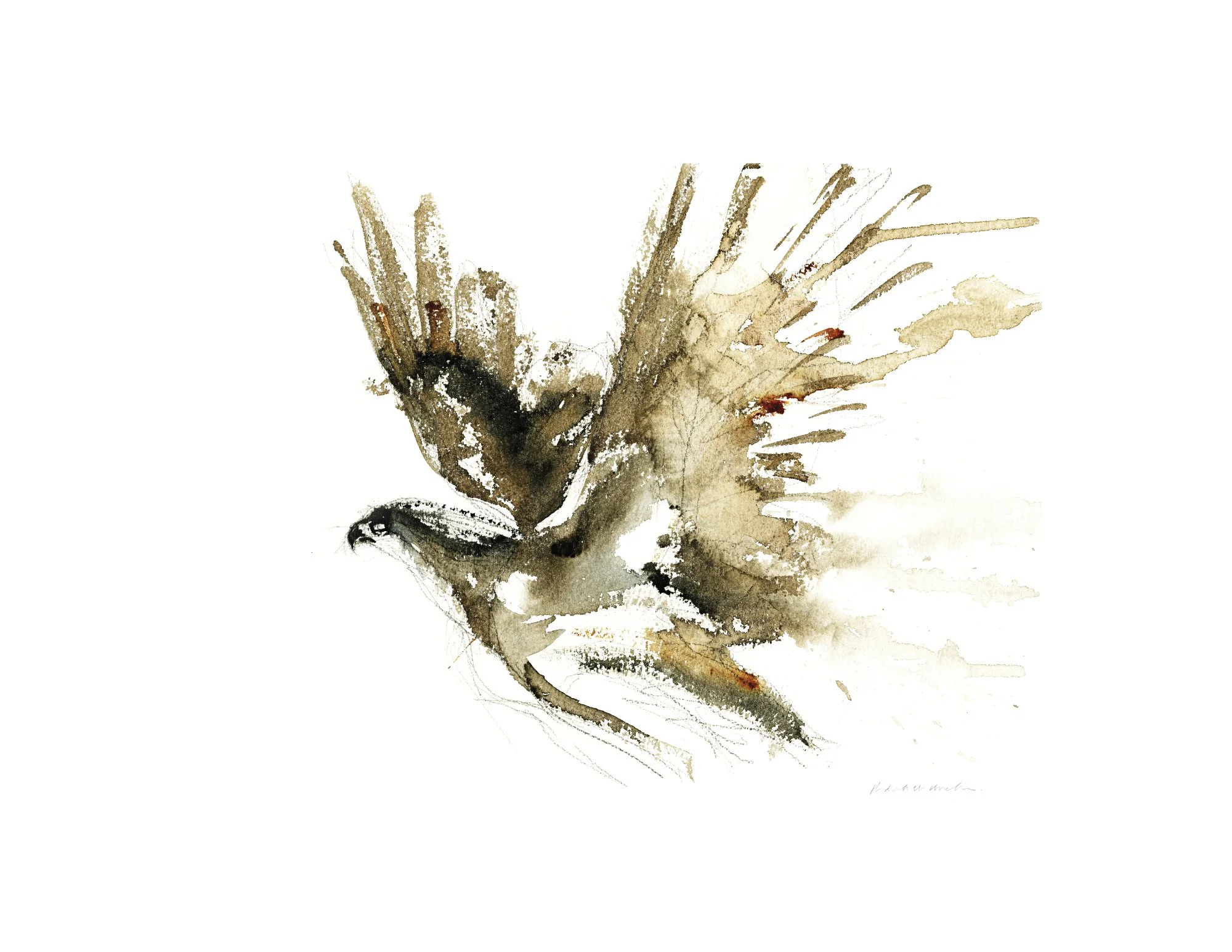 Osprey Sketch