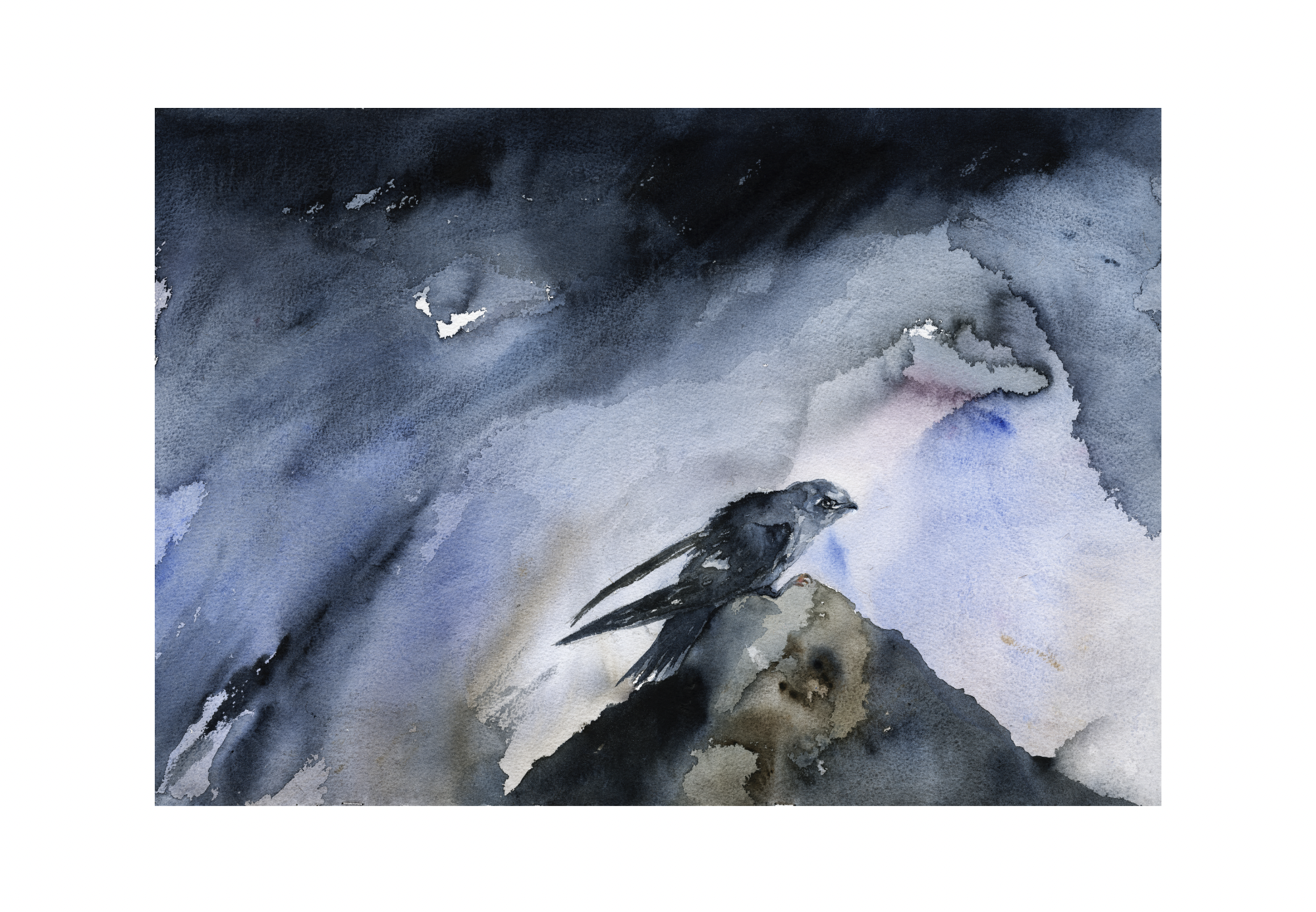 Storm Swallow with white border.png