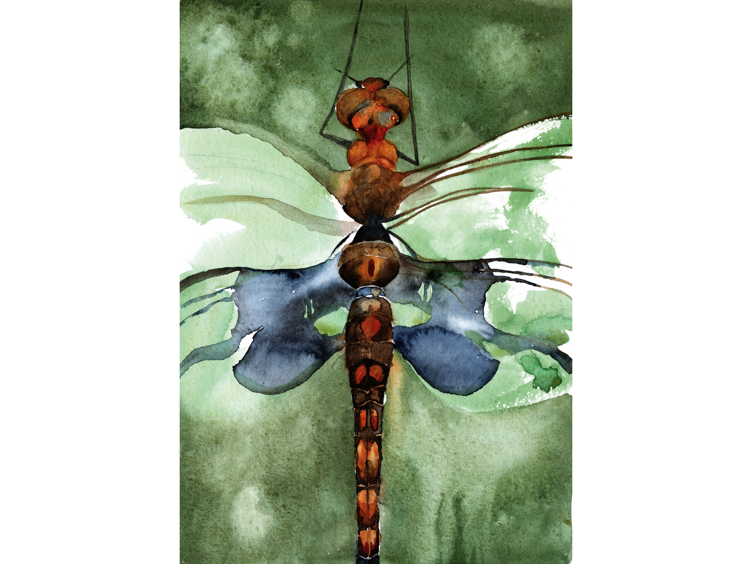 Dragonfly Study.png