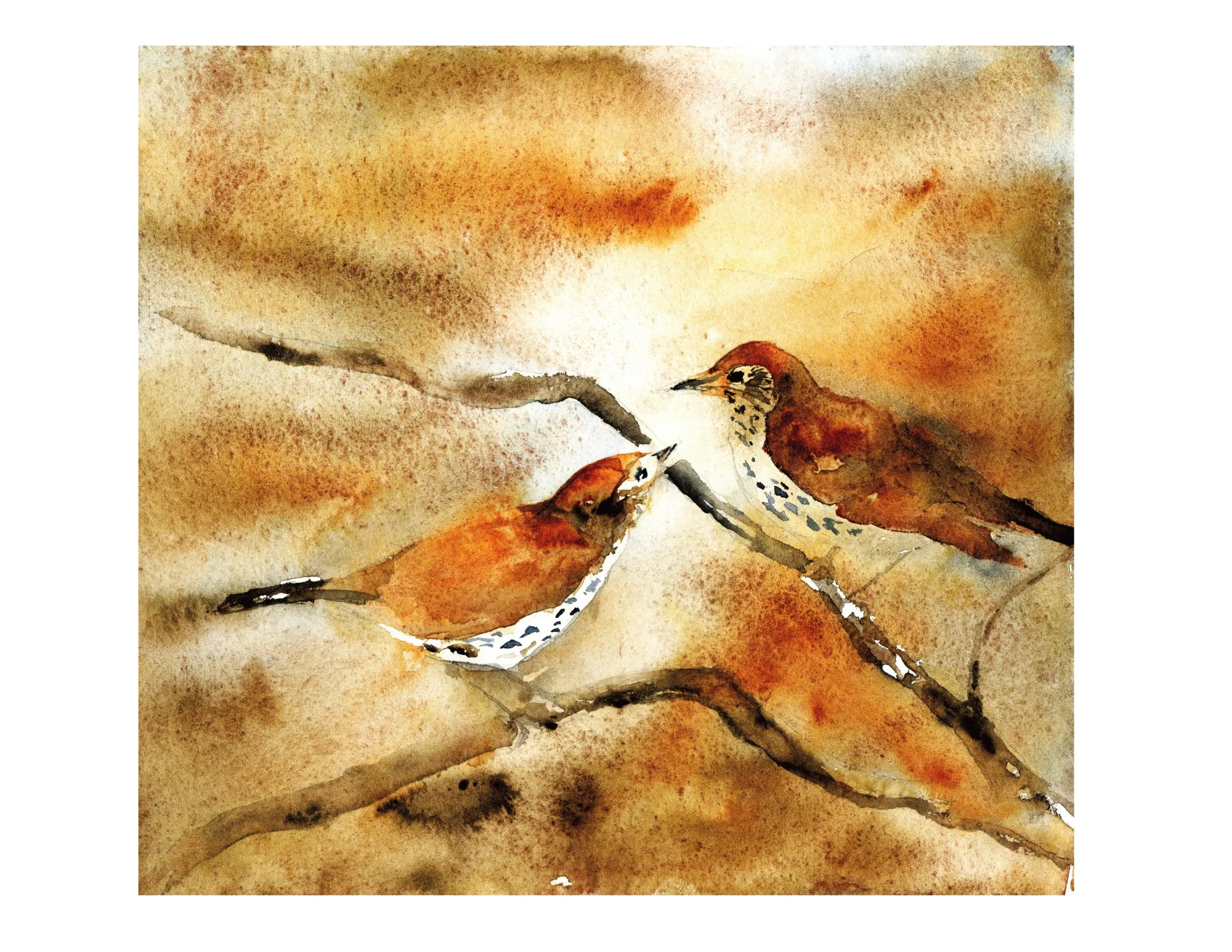 Wood Thrushes in love.jpg