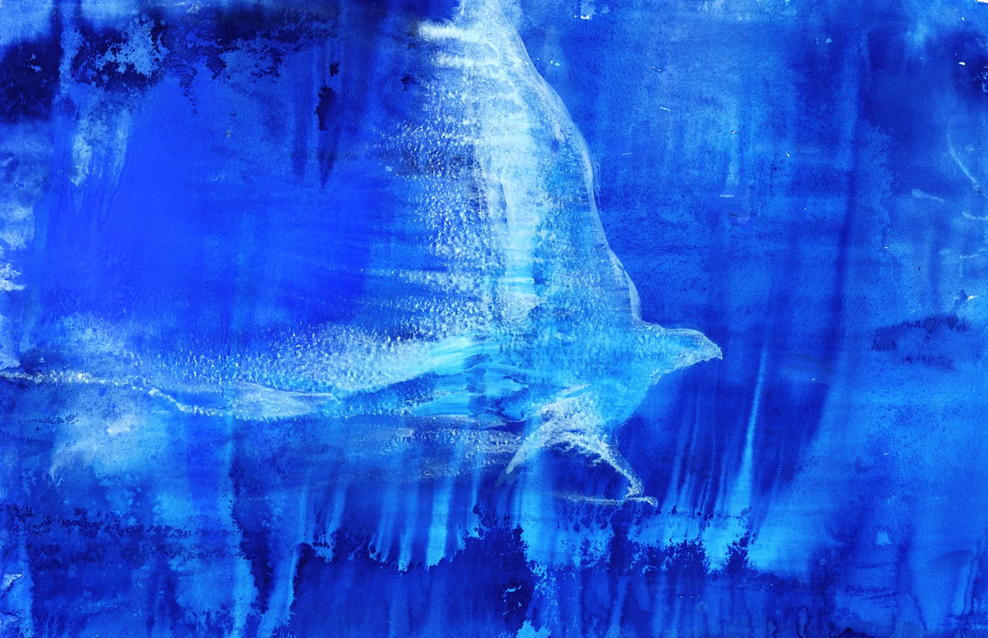 Hawk Blue and White Web.jpg