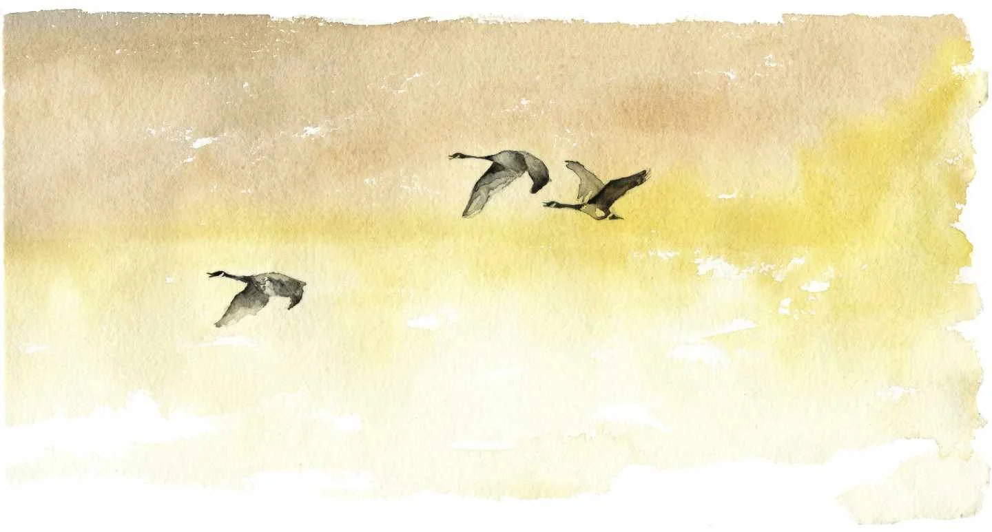 Wild Geese