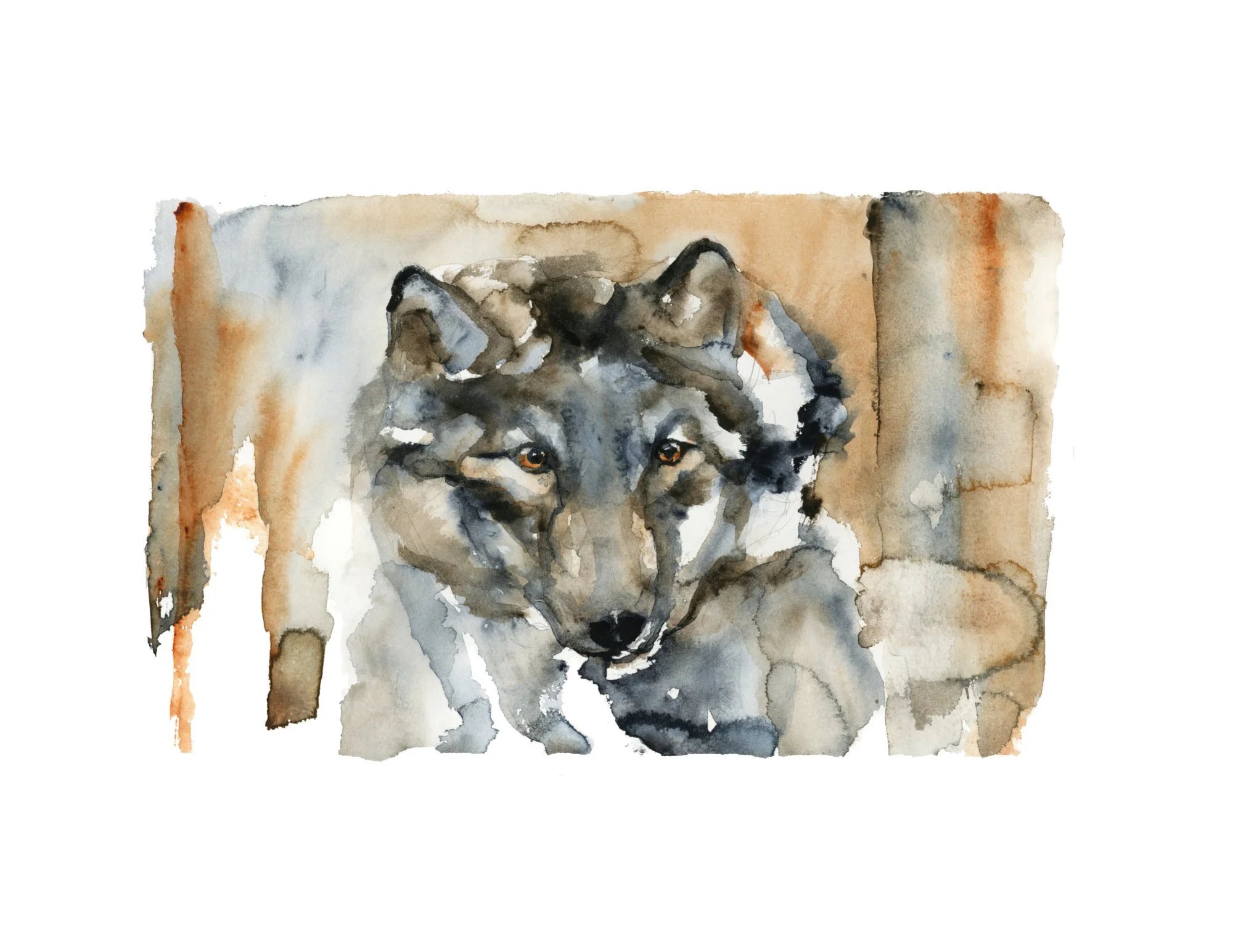 Wolf eyes White Border.jpg