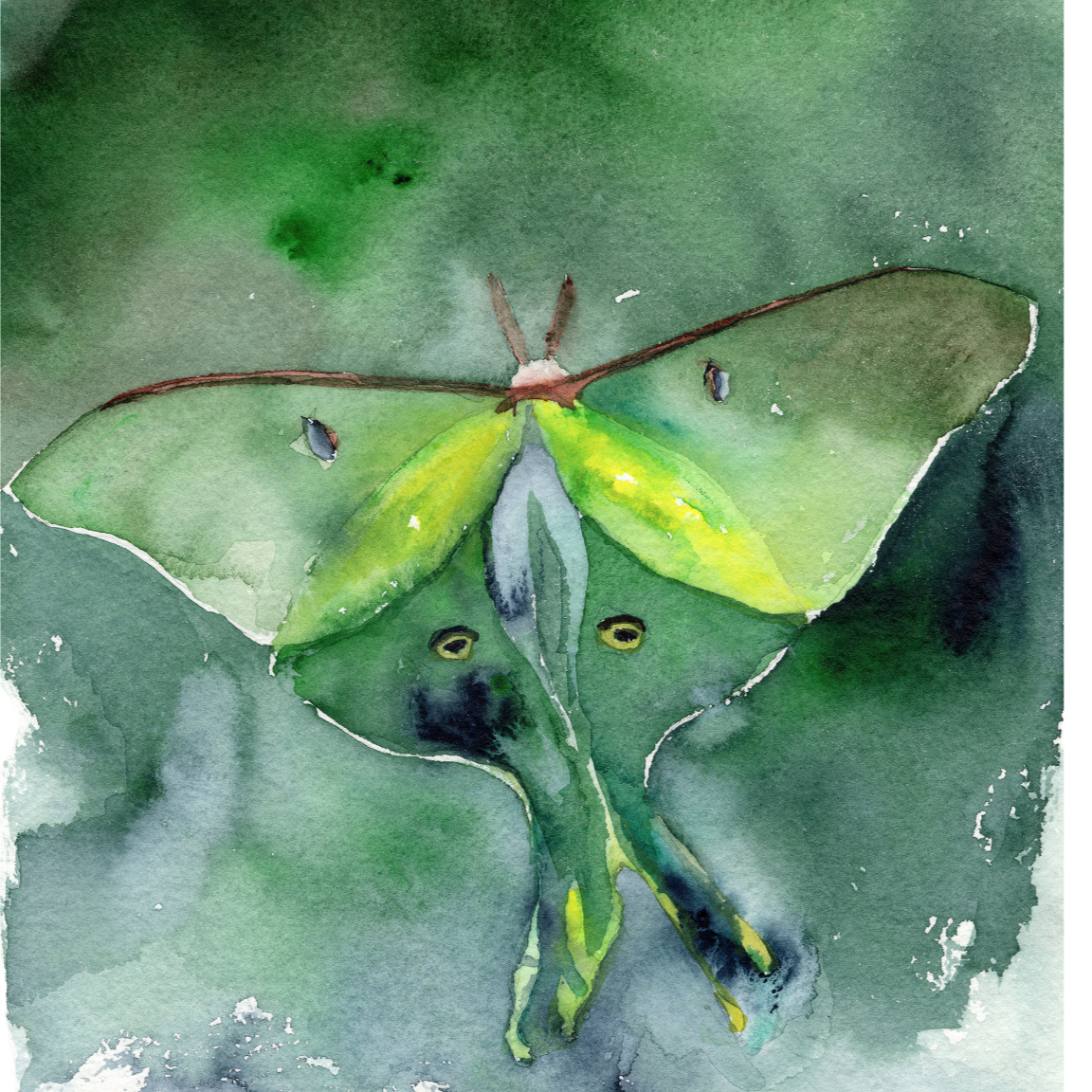 Luna Moth Watercolor 