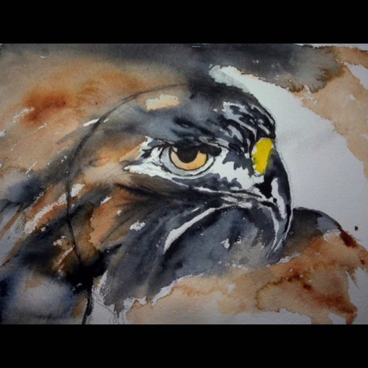 Redtail Sketch II_for web_square.png