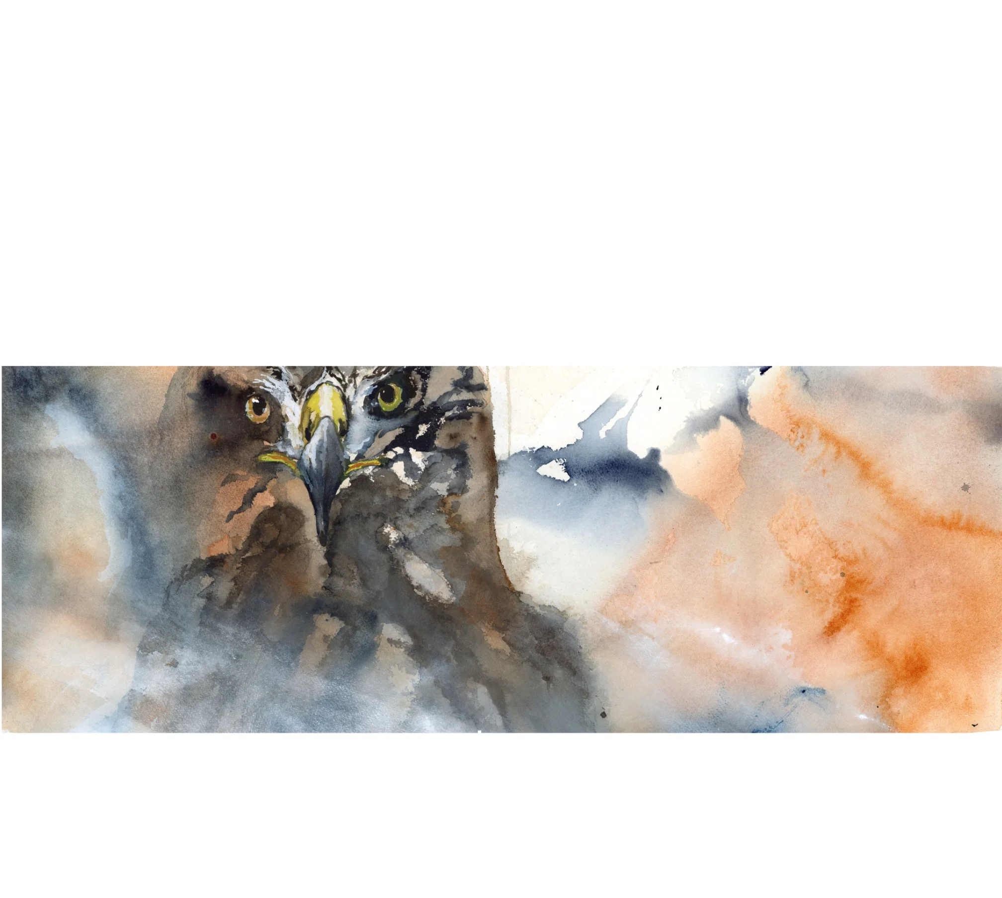 Hawk Head Eyes For Web.jpg