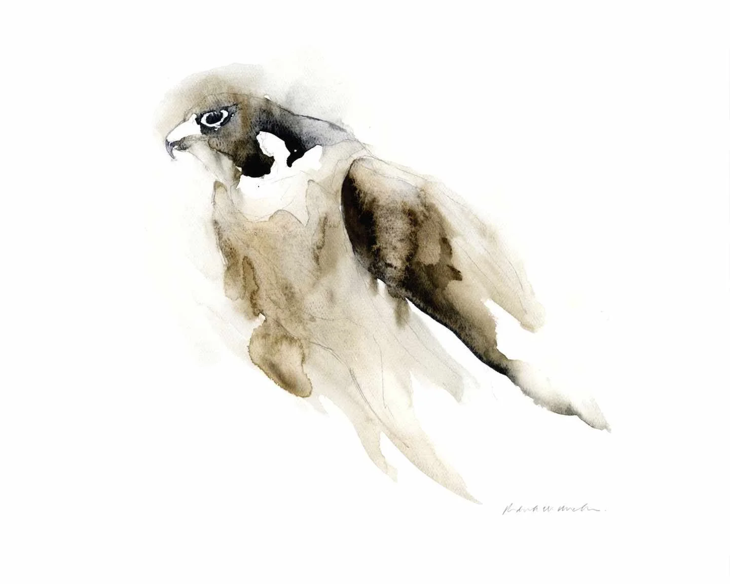 Peregrine Dream 20 x 16 for web.jpg