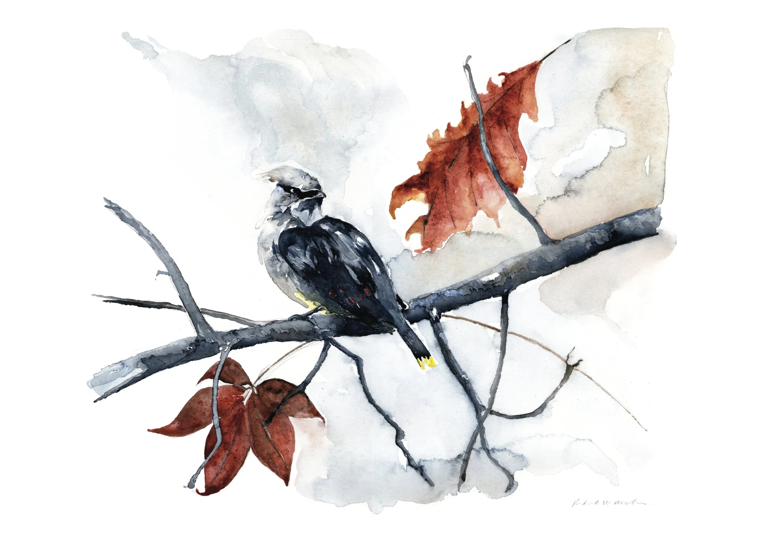 Cedar waxwing web.jpg